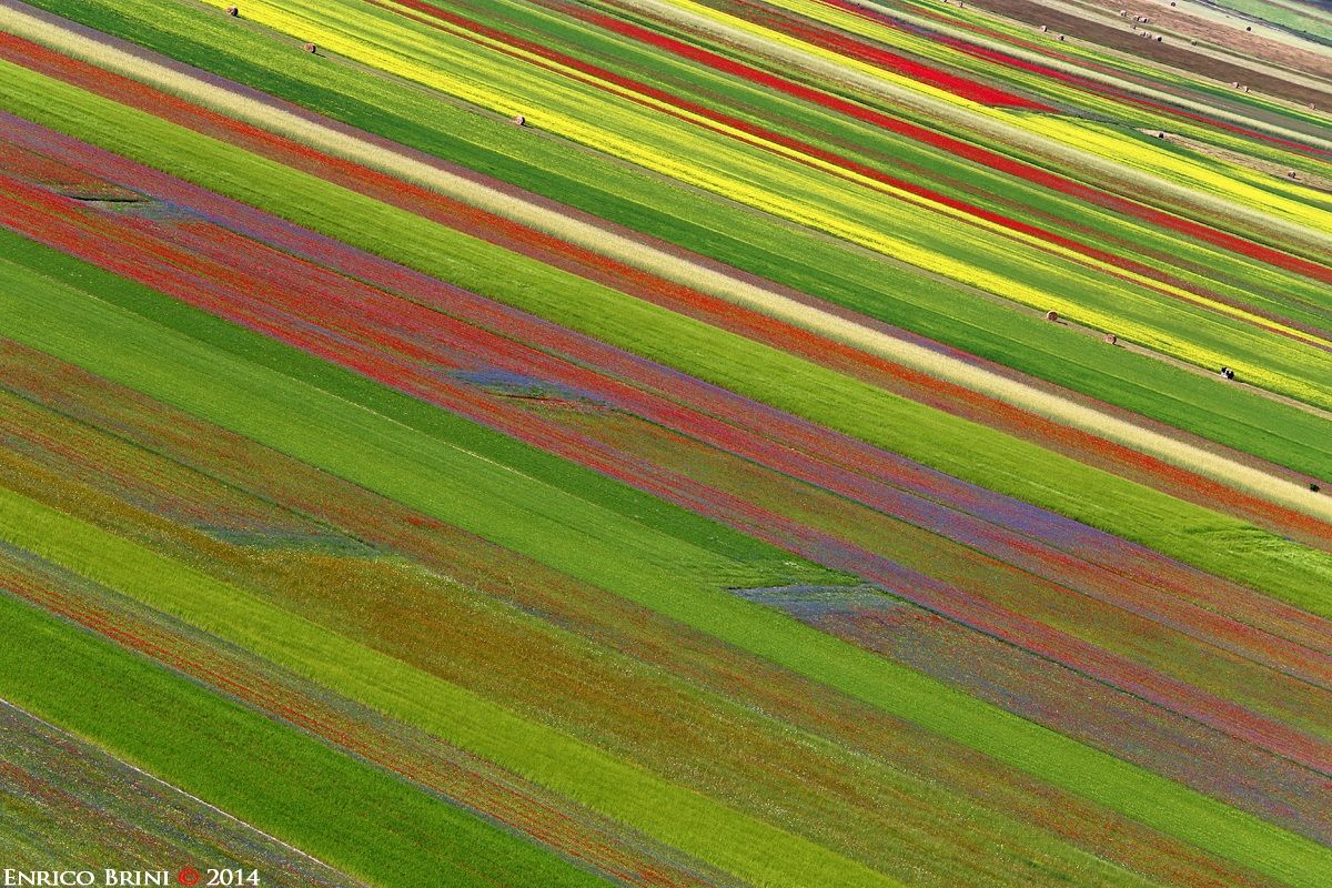 Fiorita 2014 Castelluccio Norcia