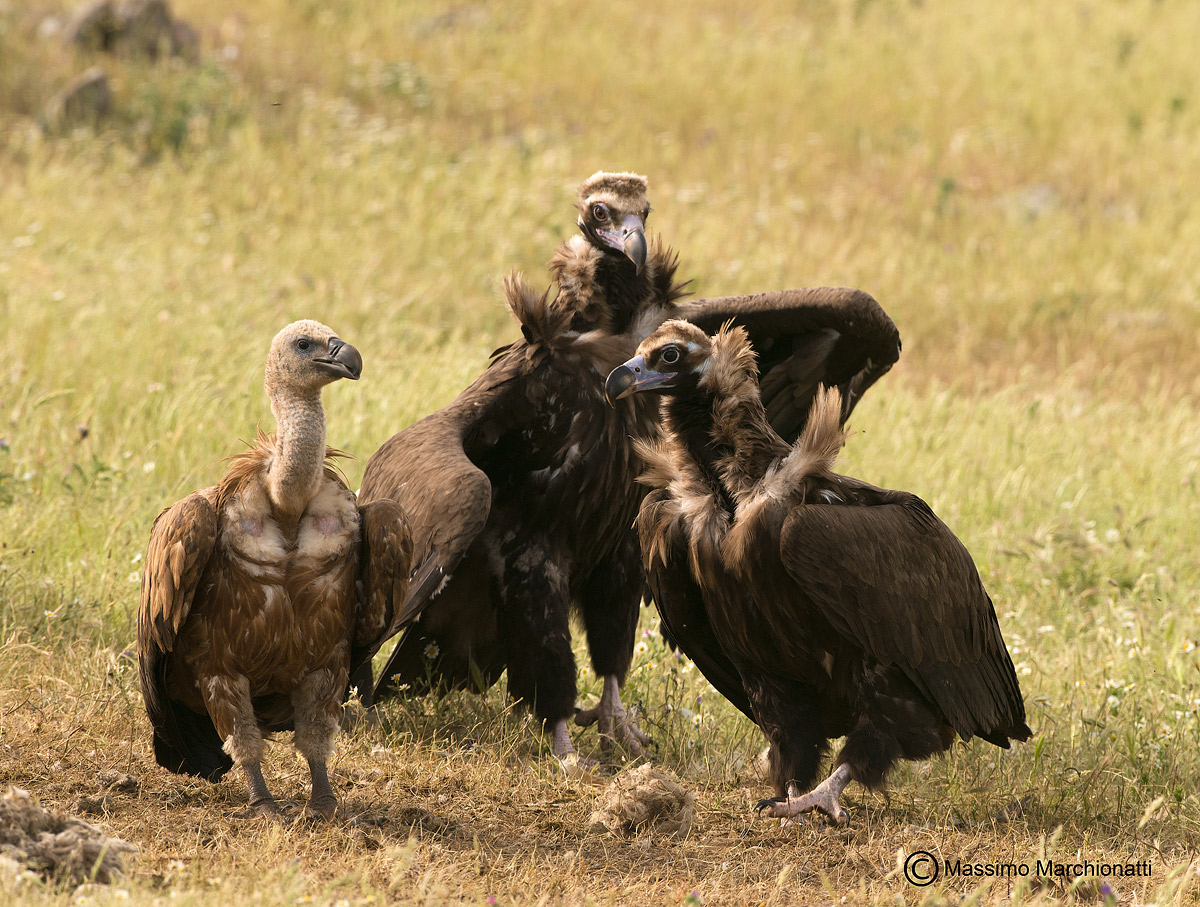 I Tre Moschettieri ...... (manca d'Artagnan)