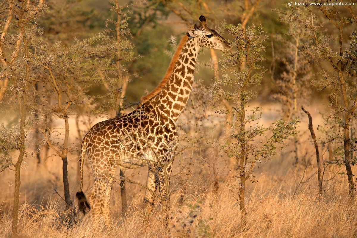 Giraffa camelopardalis (giraffe), 008200