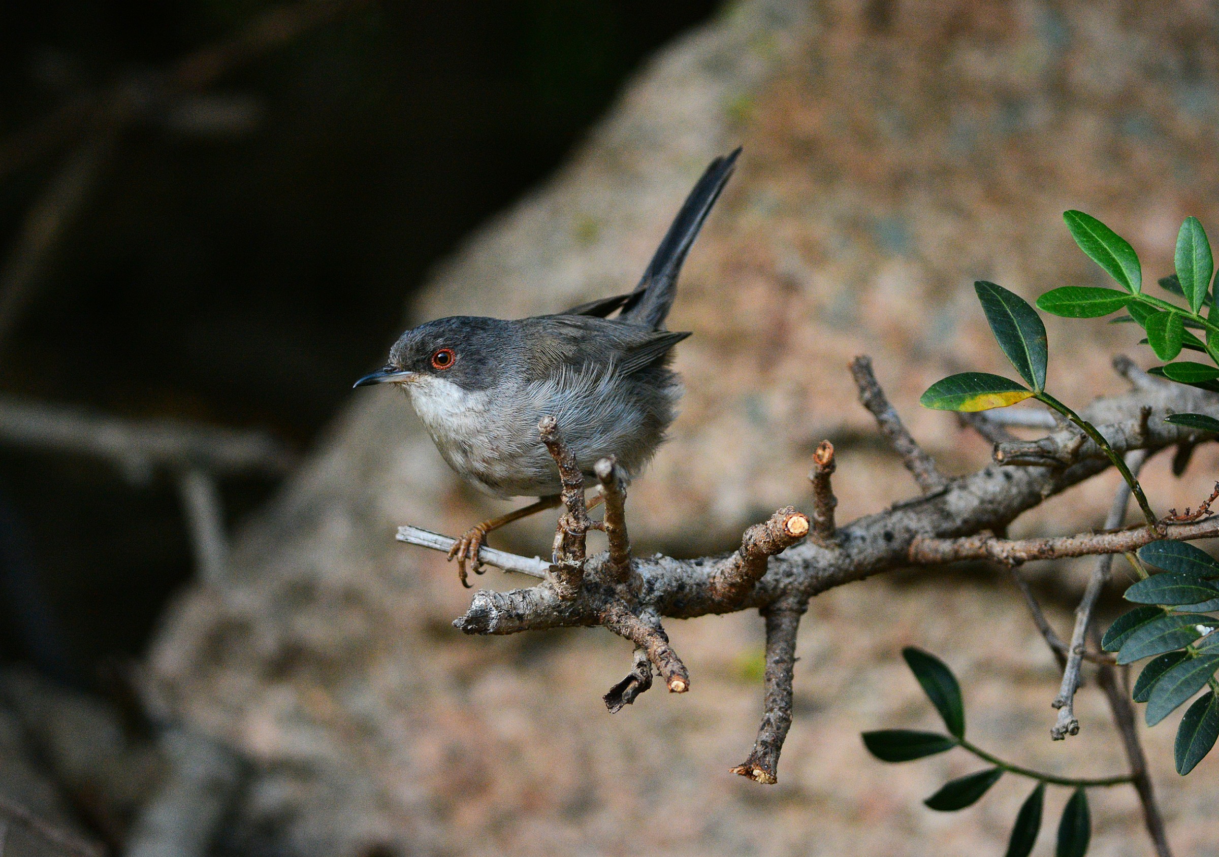 occhiocotto maschietto