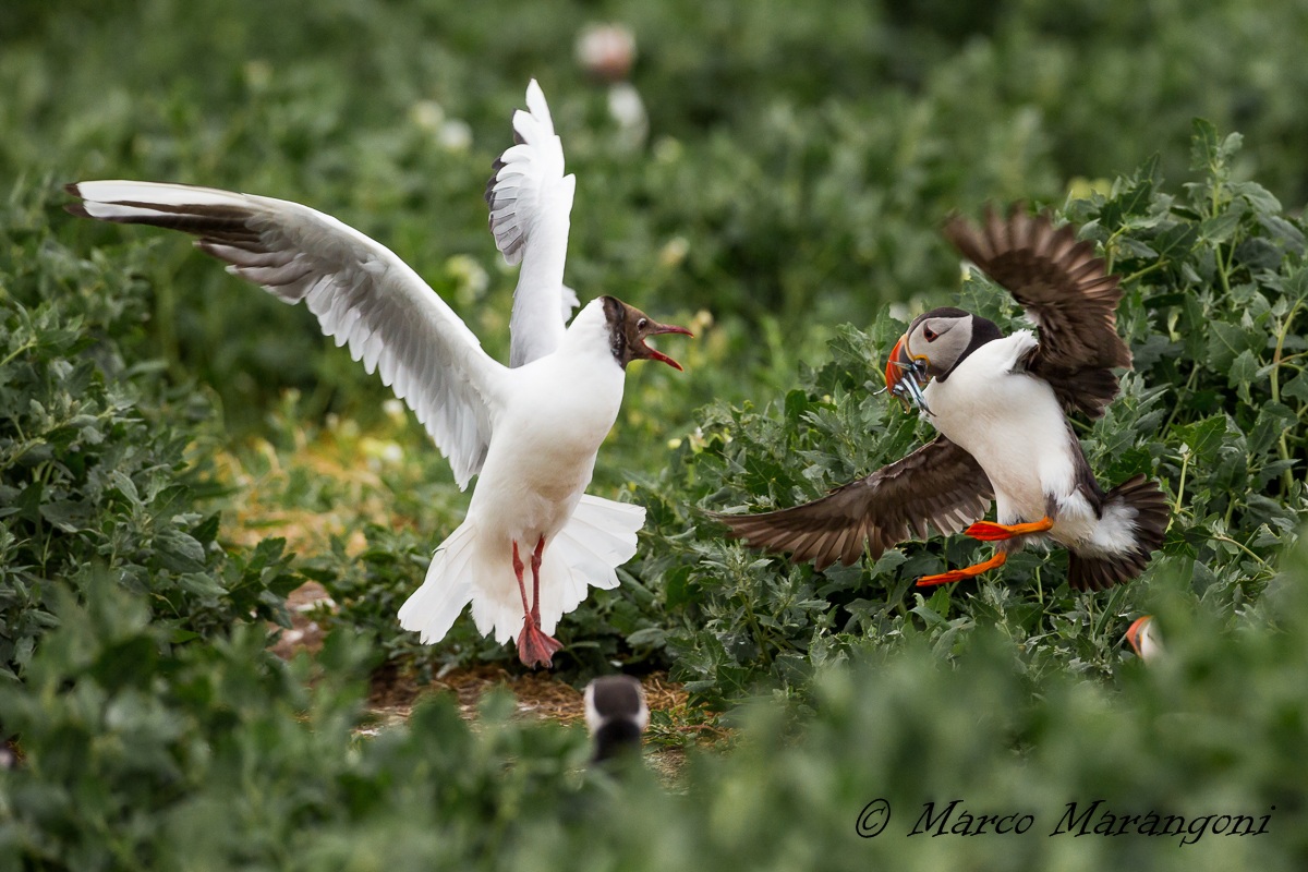 dammi i tuoi pesciolini!