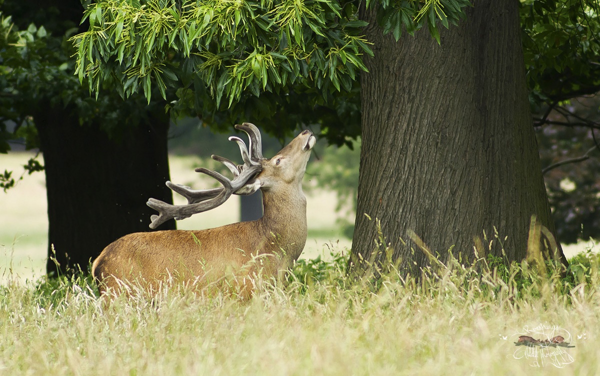 Esprimere un desiderio ...
