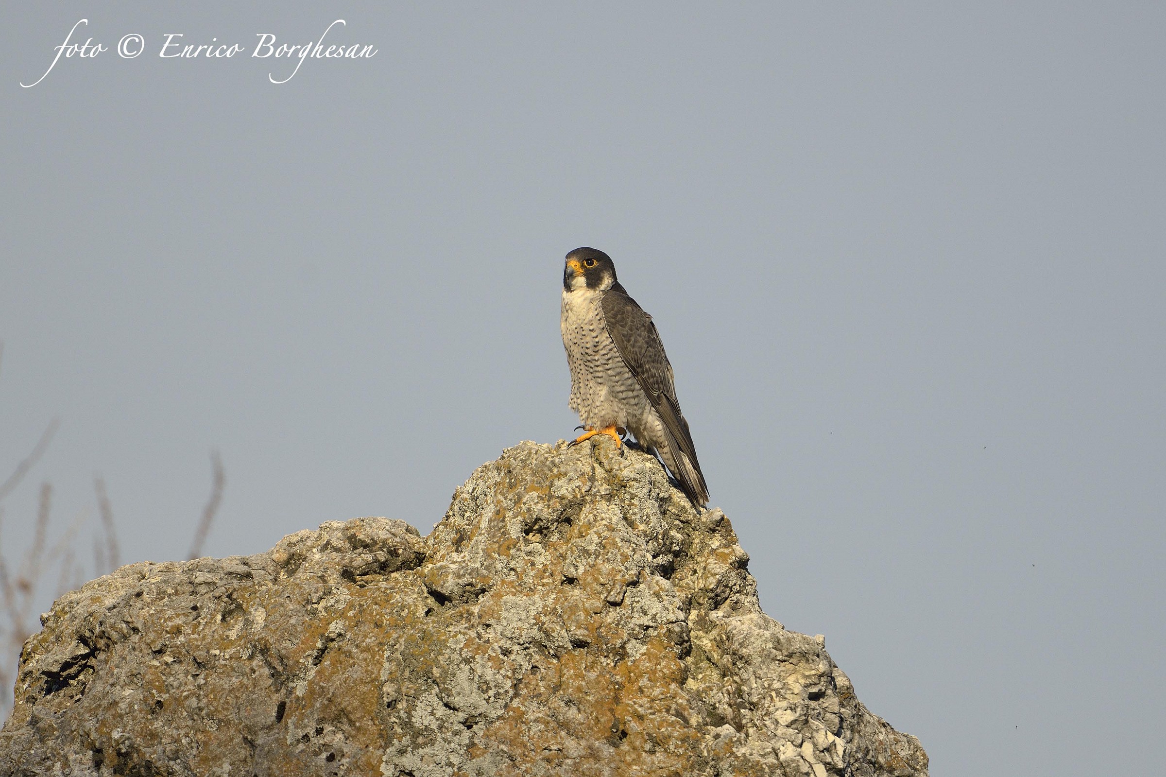 Peregrine Falcon