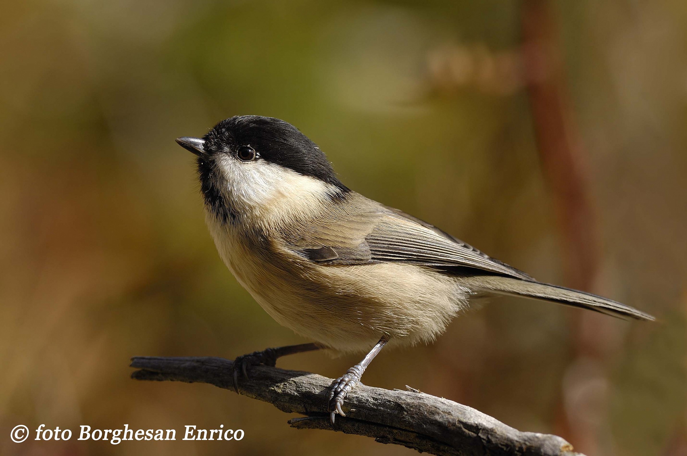 Willow Tit