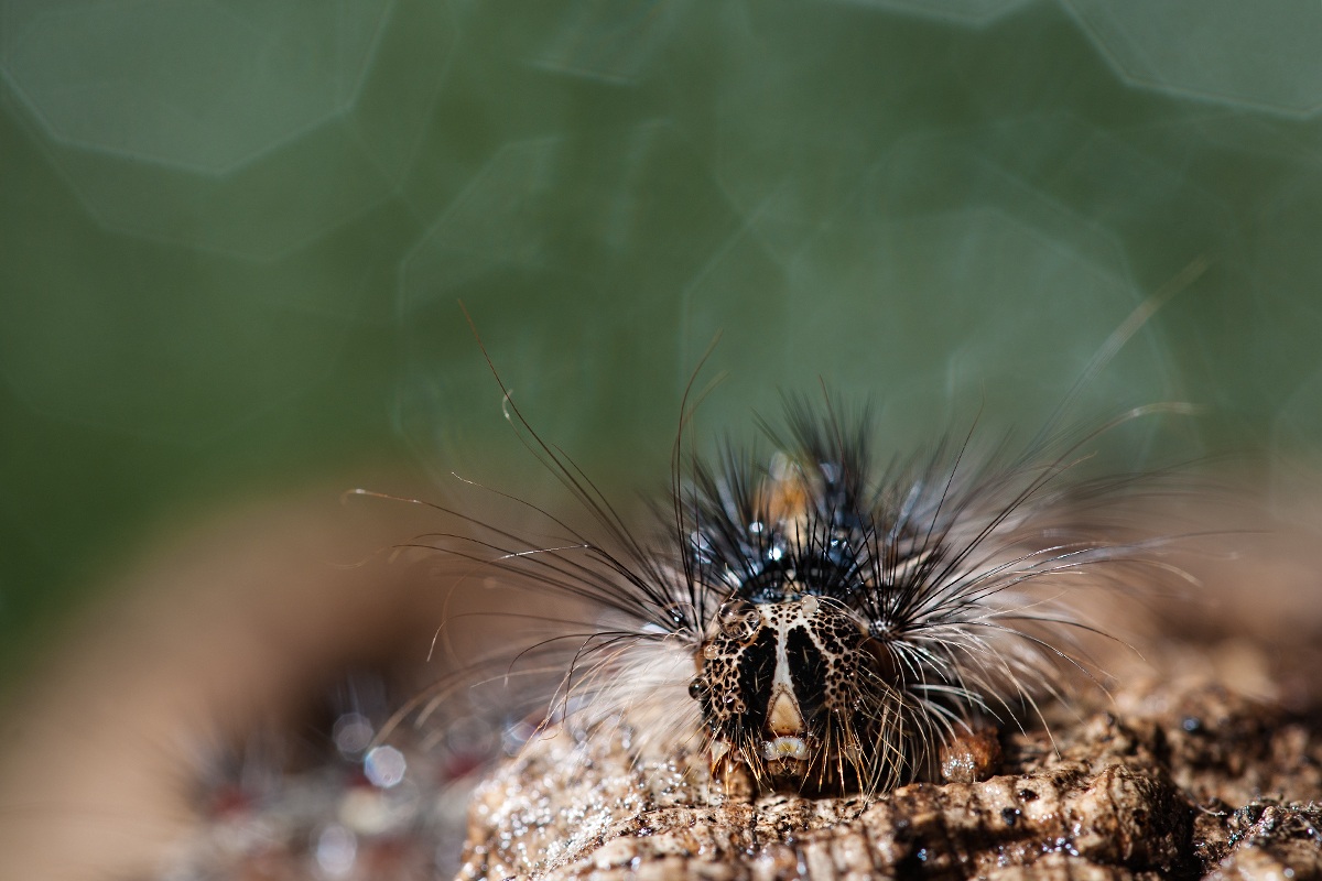 Caterpillar of gypsy moth