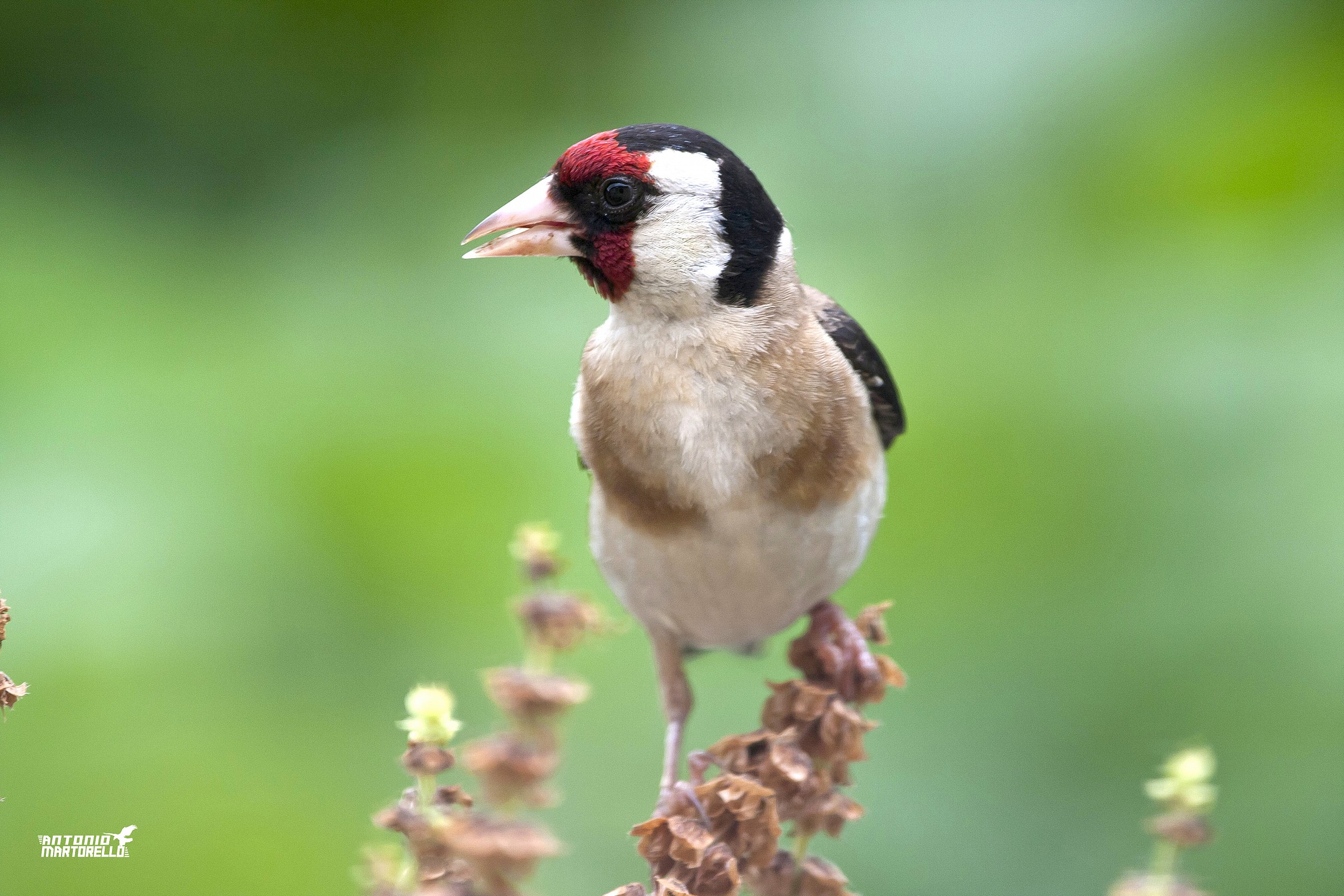 goldfinch