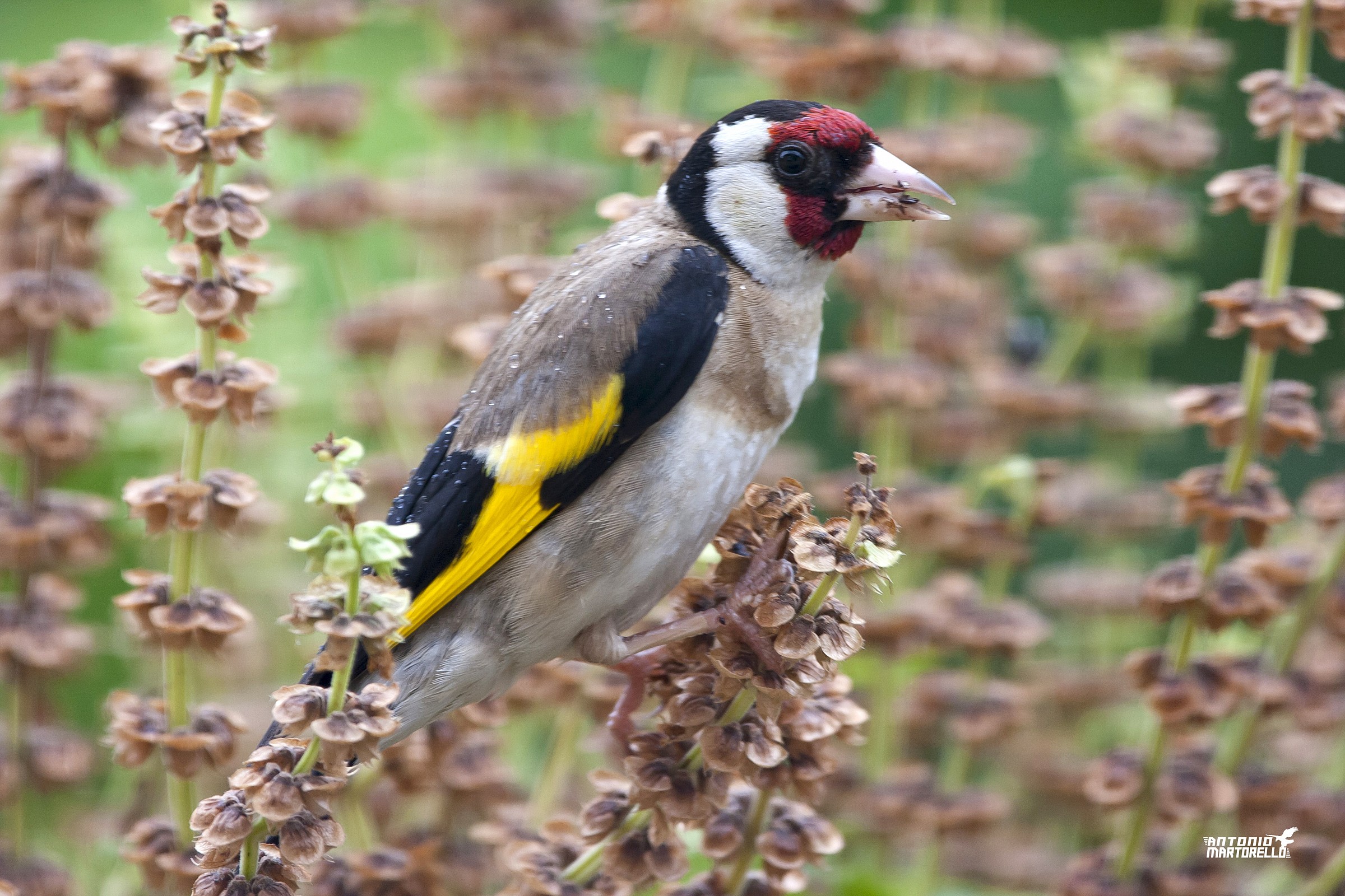 goldfinch