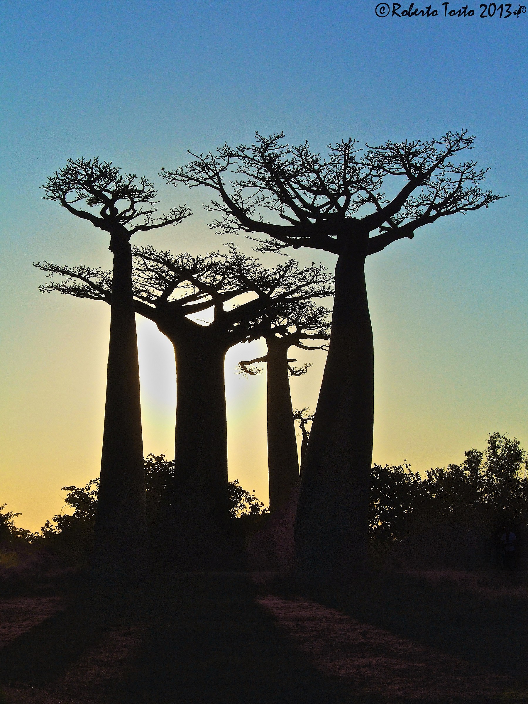 Baobab