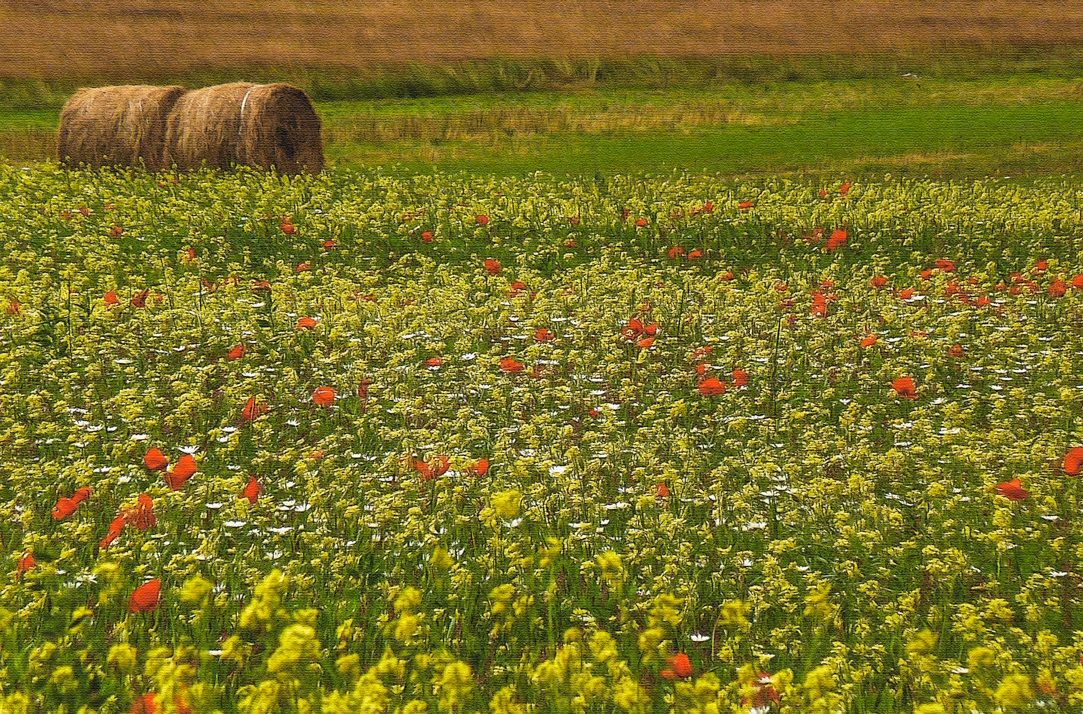 Castelluccio di Norcia