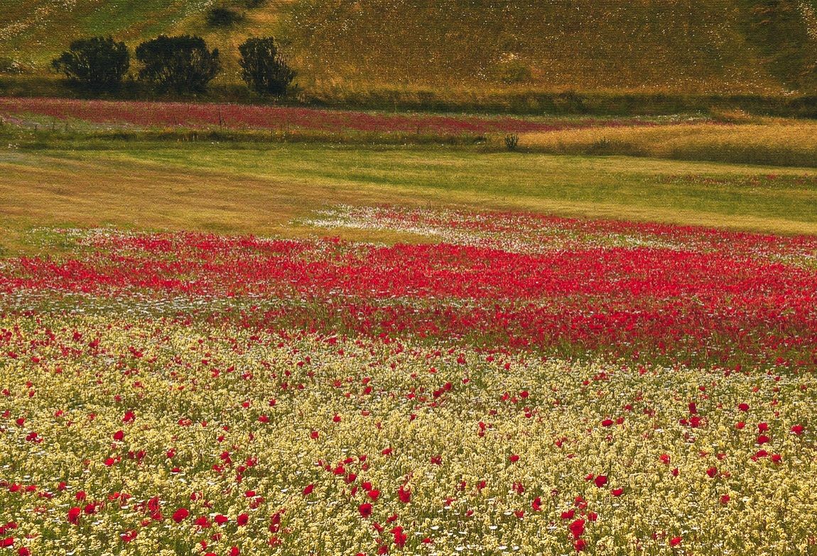 Castelluccio di Norcia