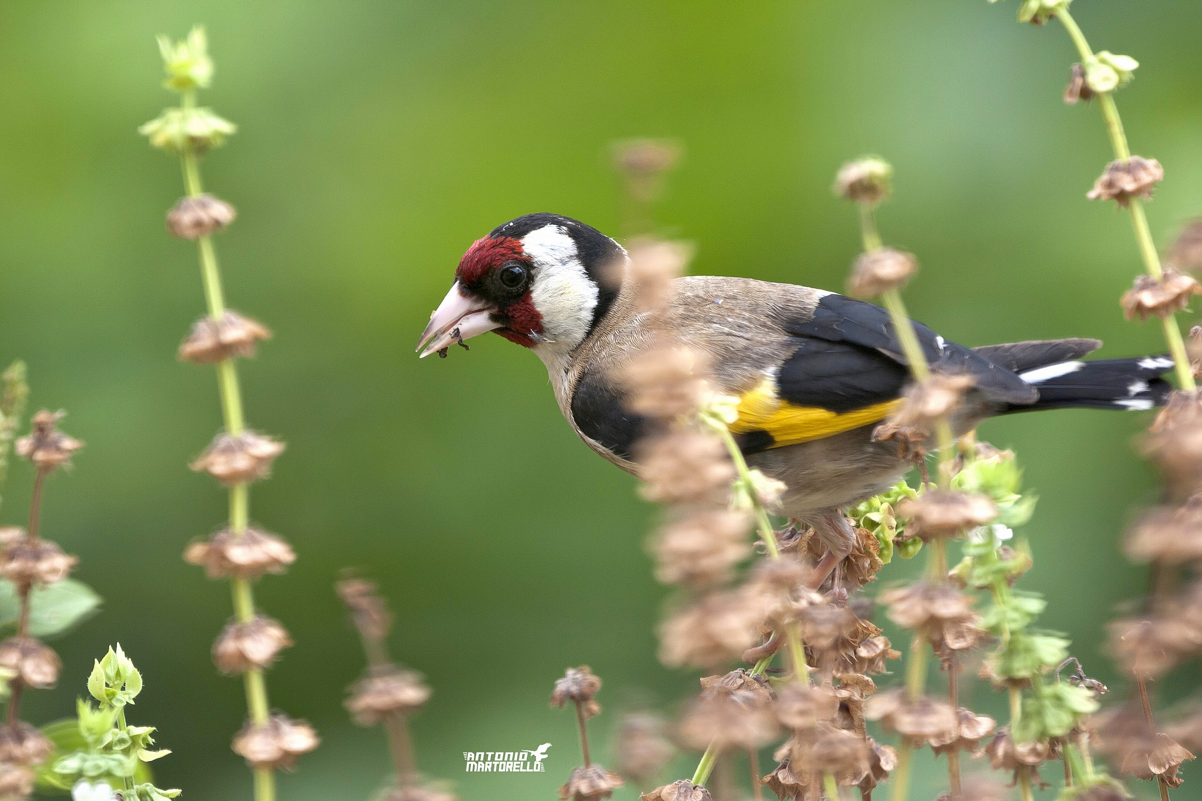 goldfinch