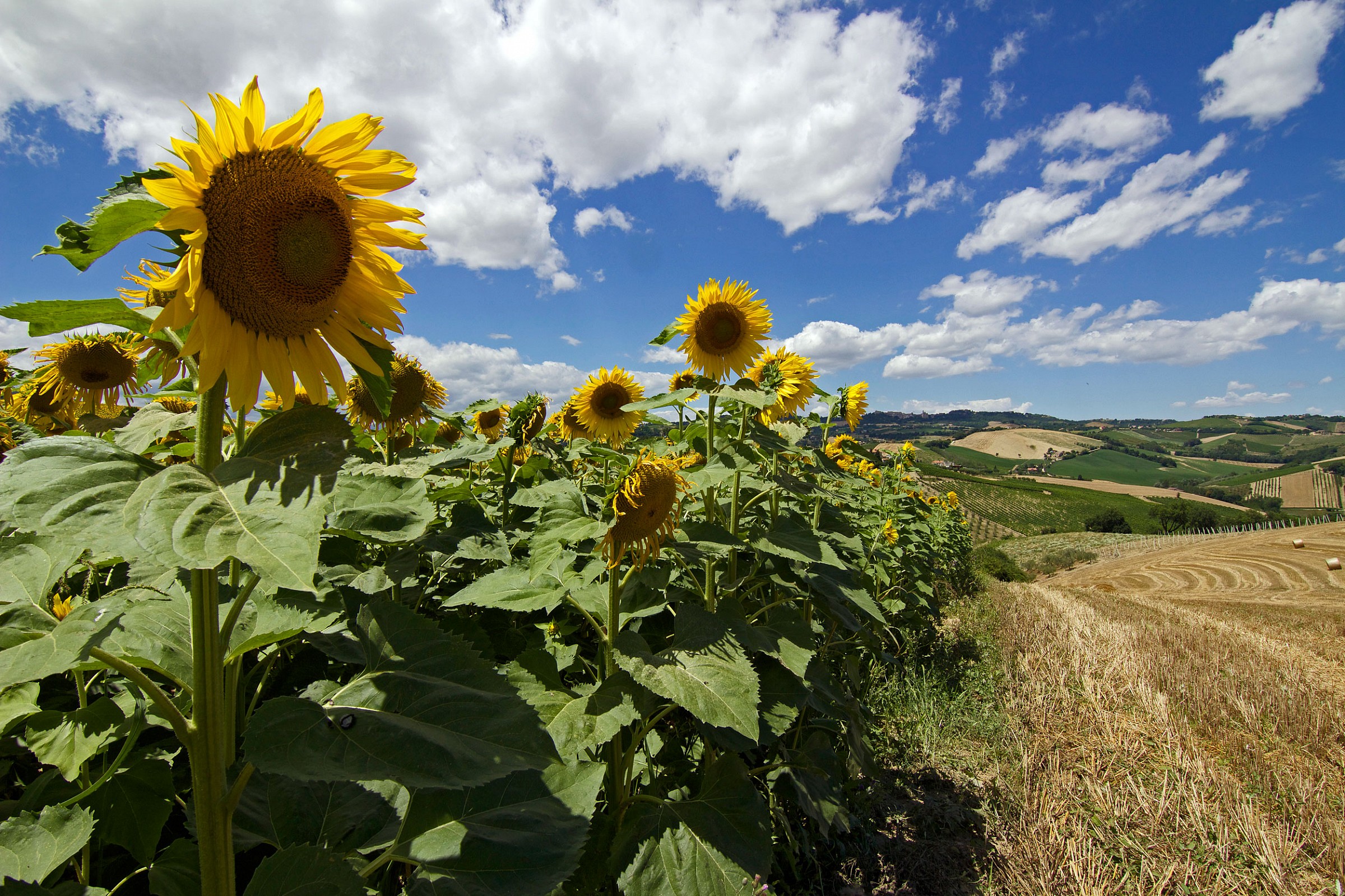 colline marchigiane