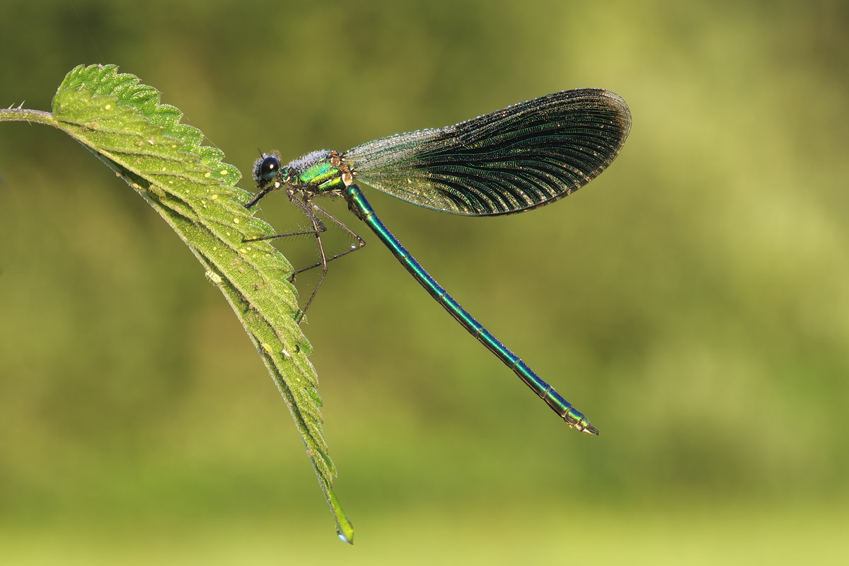 Calopteryx splendens m