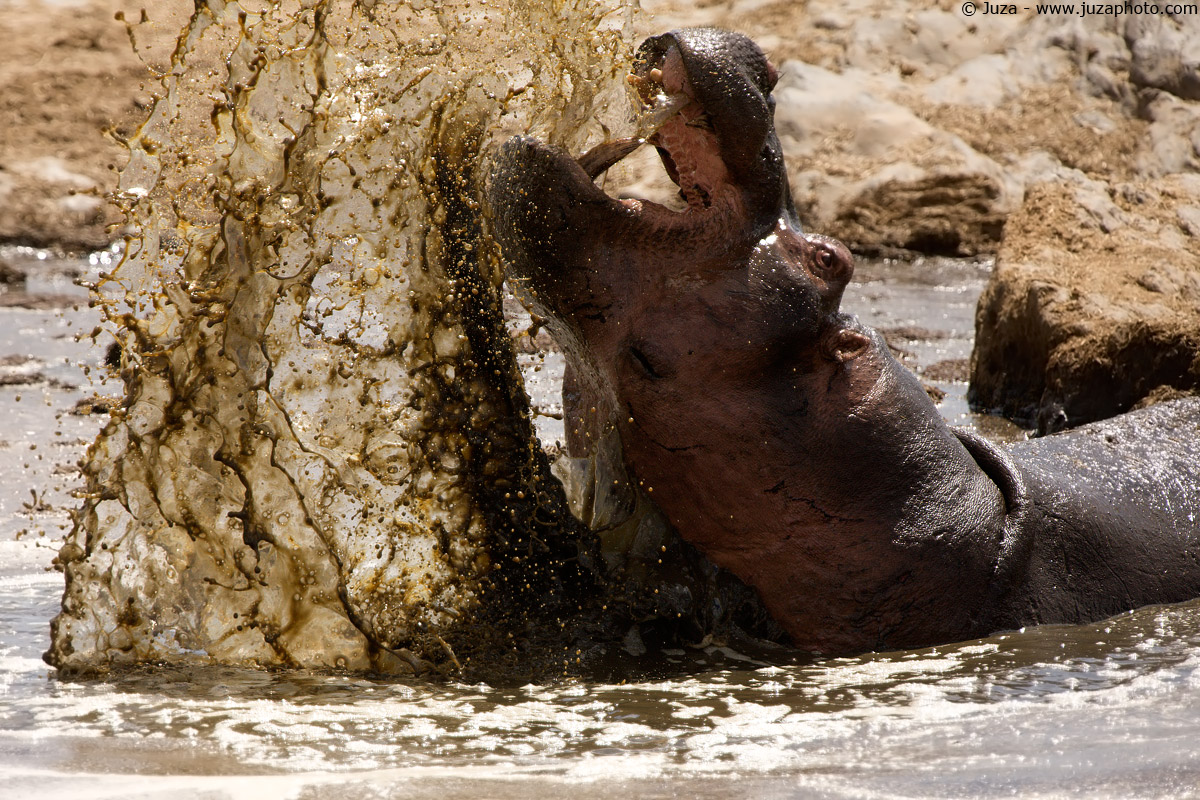 Hippopotamus amphibius (Ippopotamo), 008216