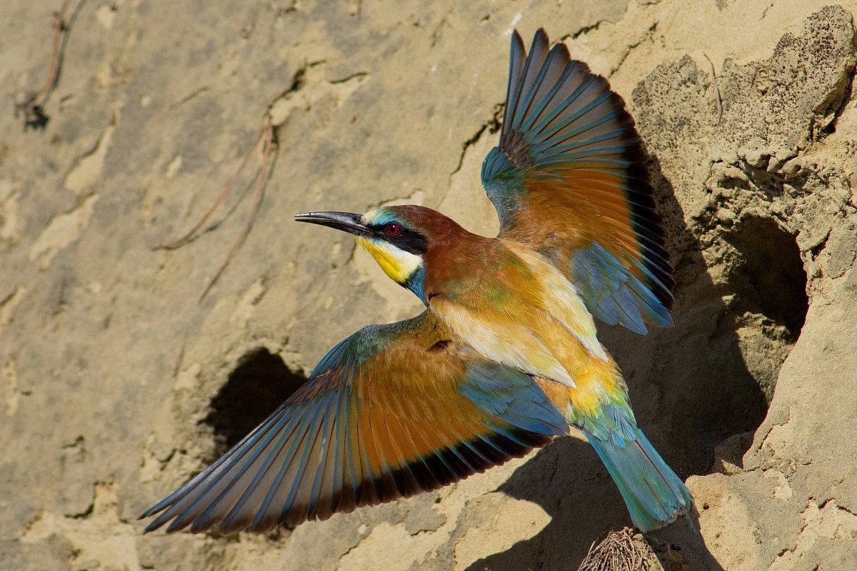 Bee-Eater