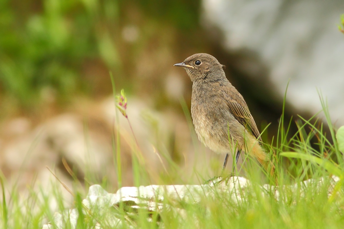 Codirosso spazzacamino juv