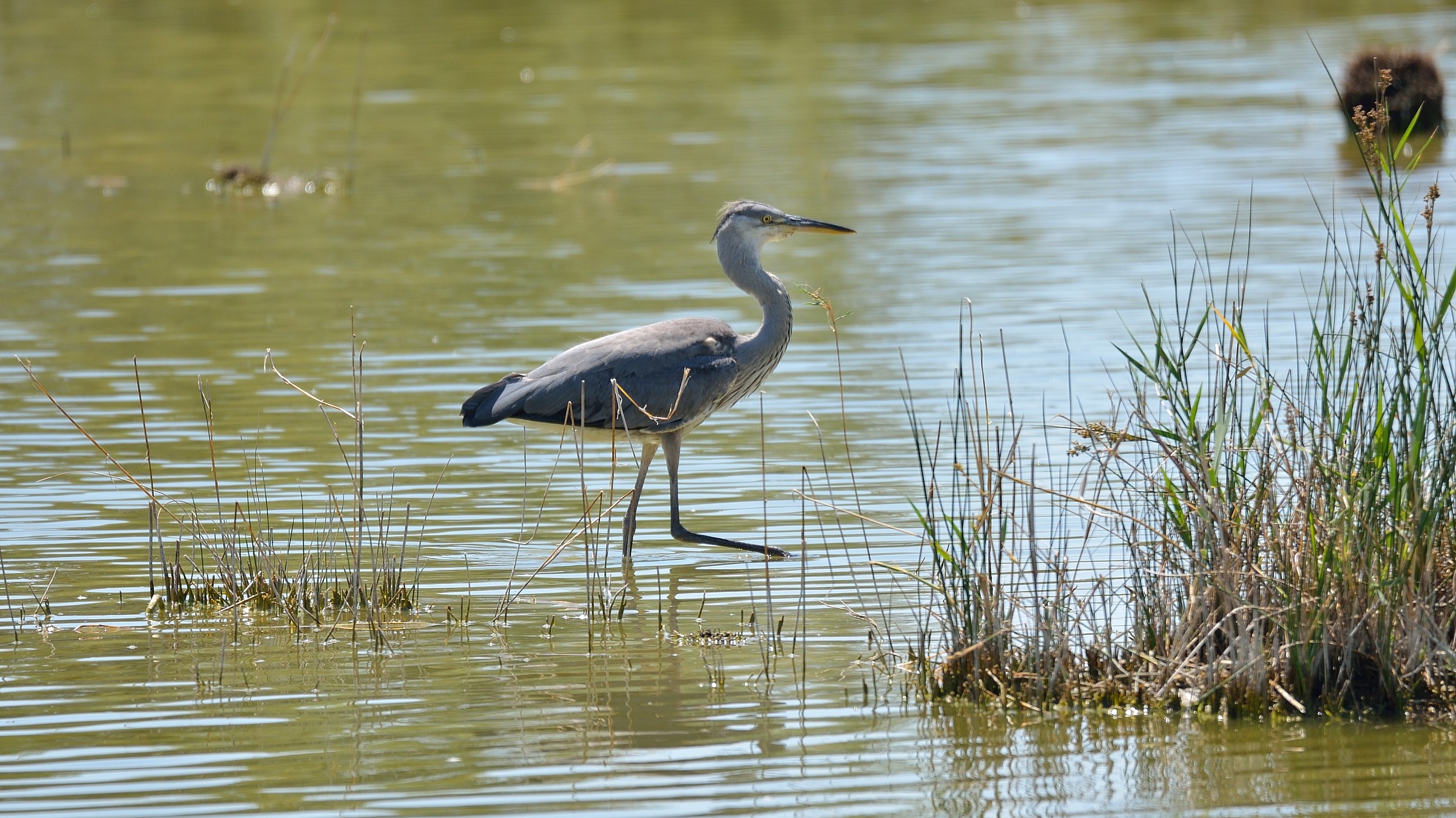 Heron Cinerino