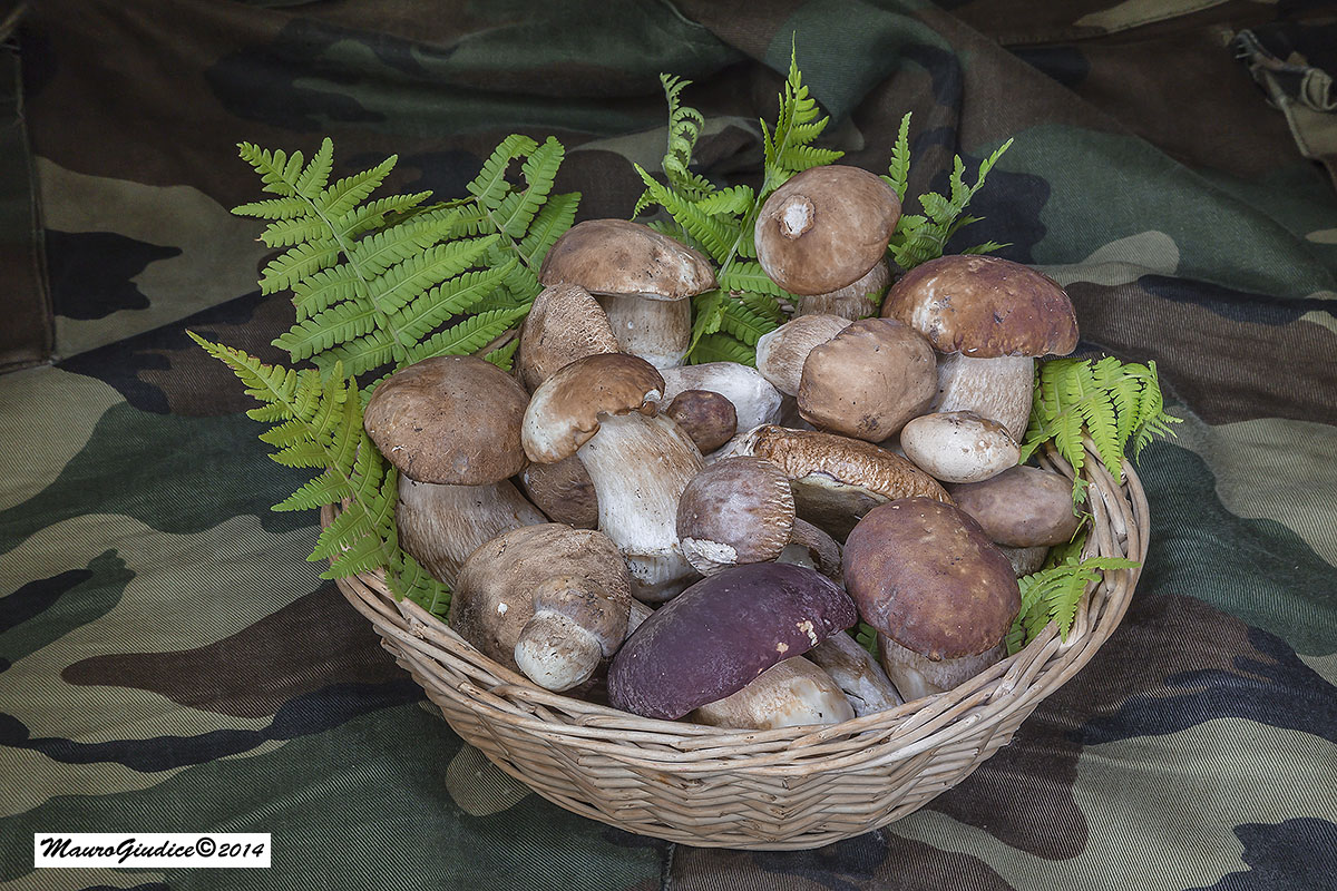 porcini della Valtellina