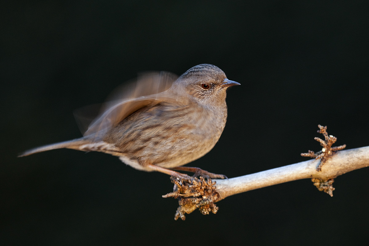 Dunnock