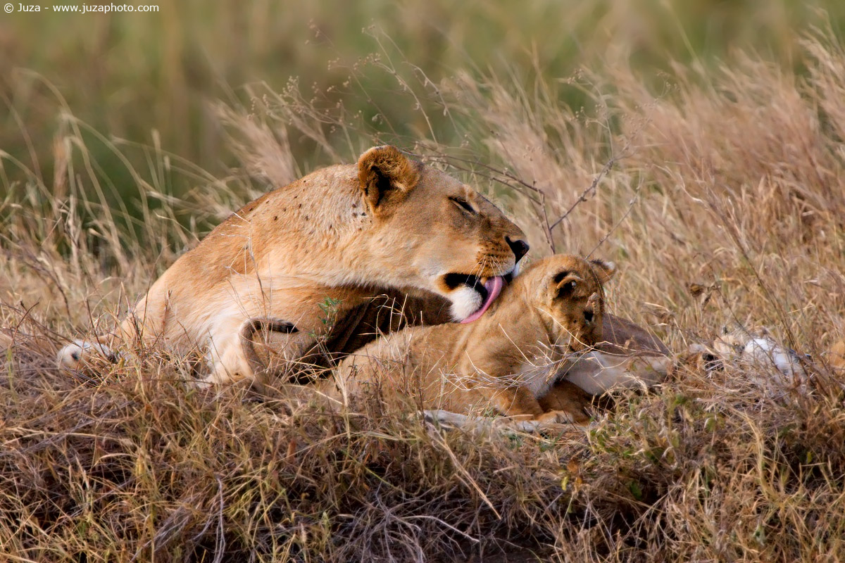 Panthera leo (Leone), 008249