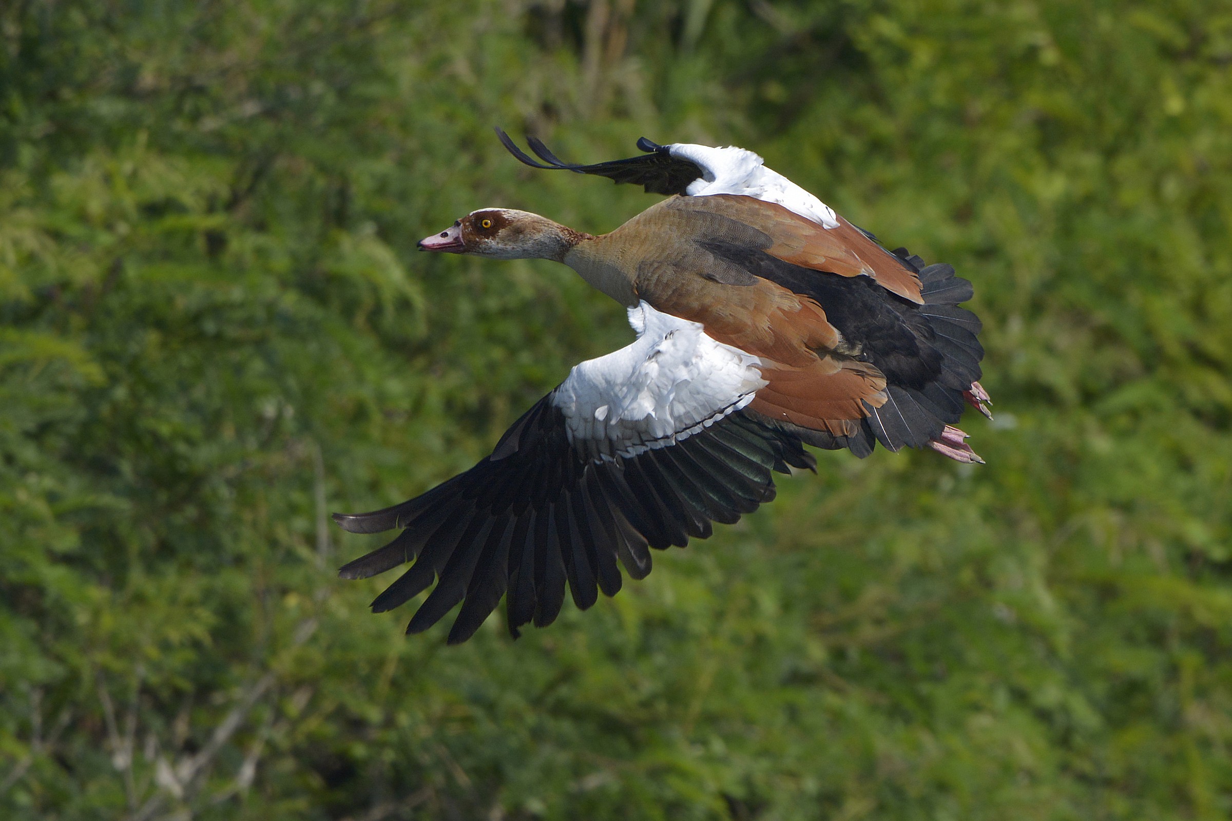 Egyptian Goose or the Nile