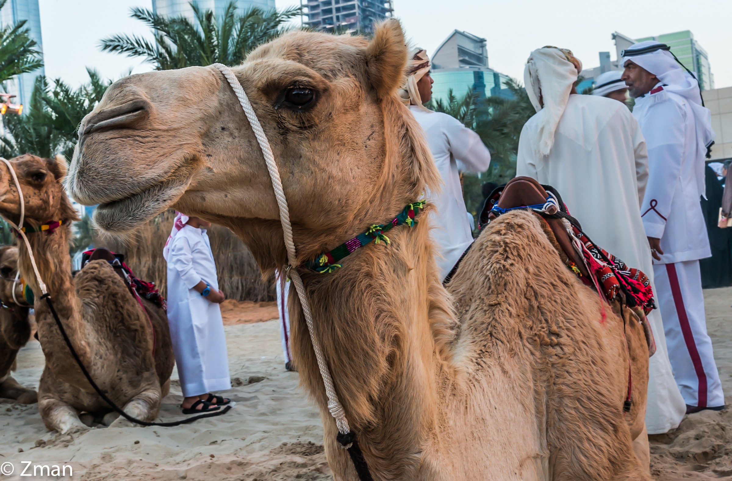 The Ship Of The Desert