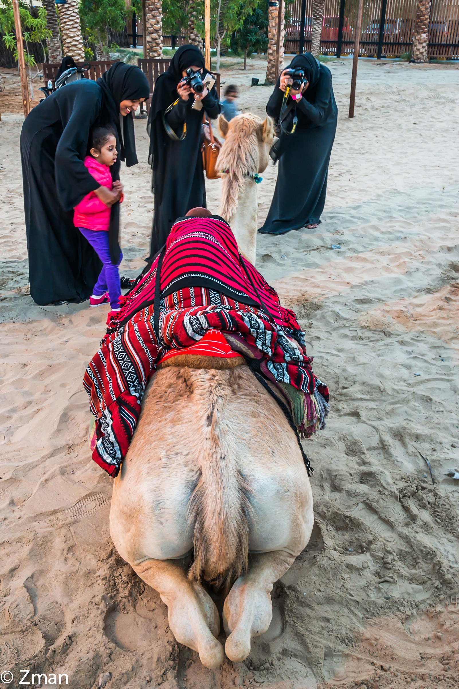 Locals Taking Shots Of The Camel