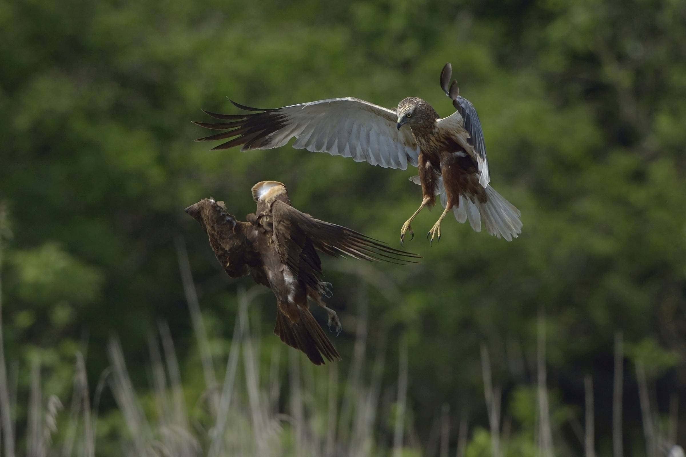 Marsh Harriers