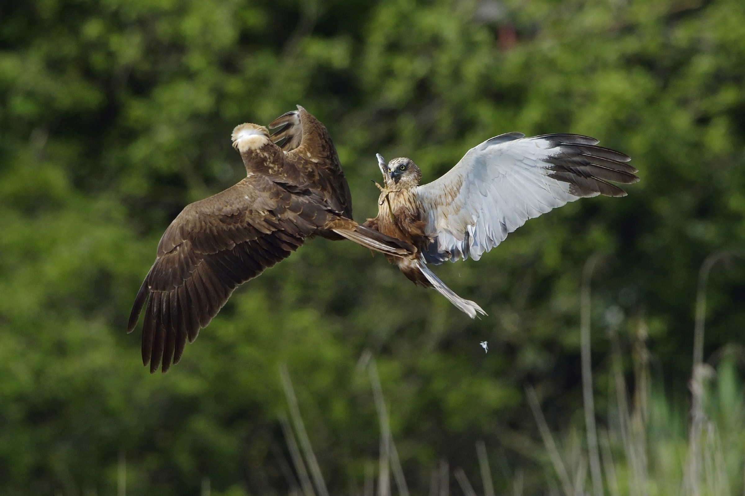 Marsh Harriers