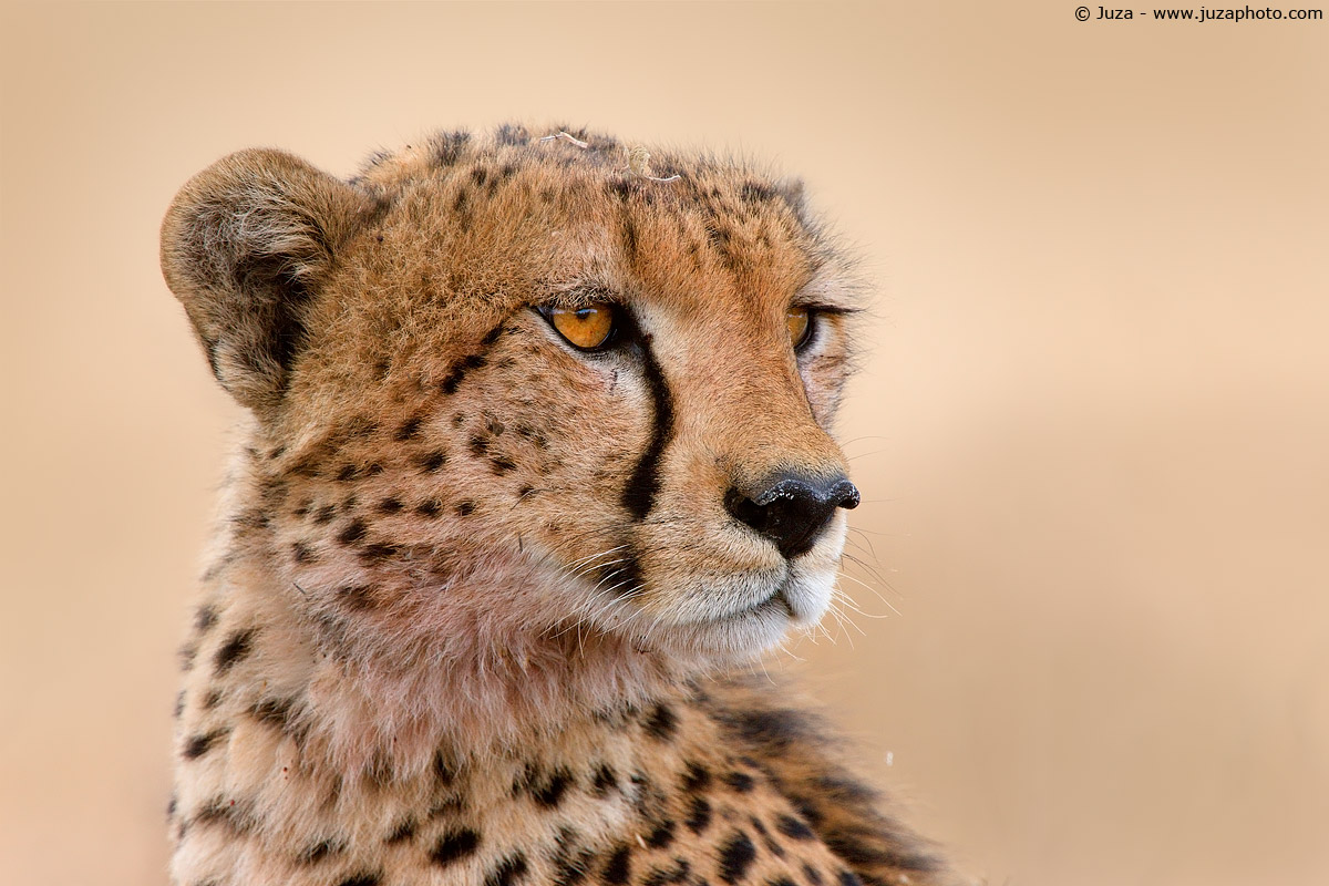 Acinonyx jubatus (Cheetah), 008299