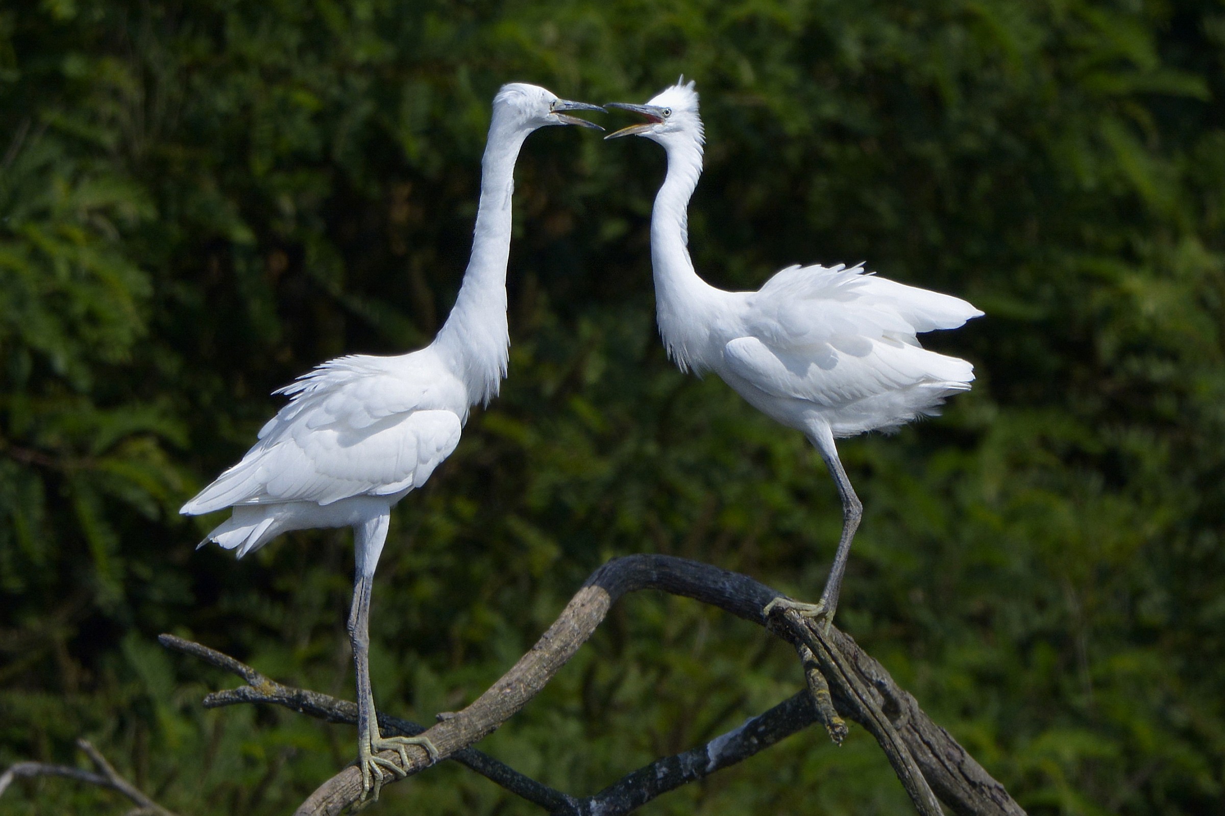 Egrets