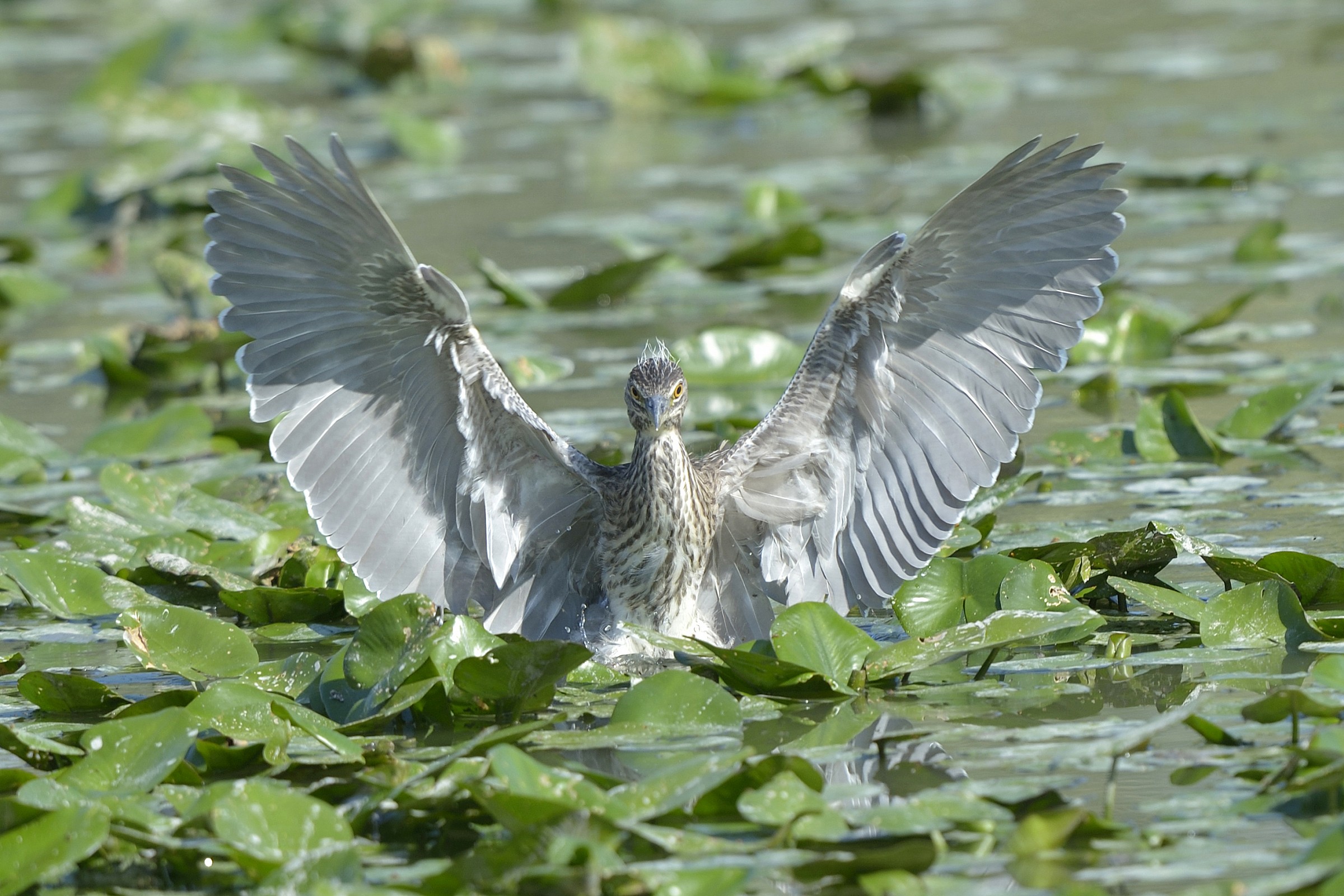 Night Heron young