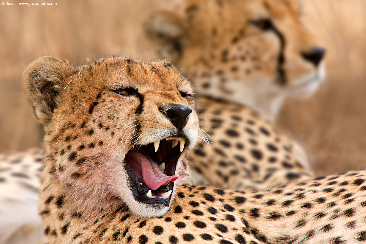 Acinonyx jubatus (Ghepardo), 008303