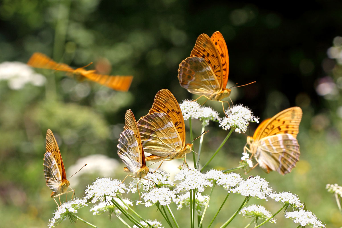 Argynnis paphia M