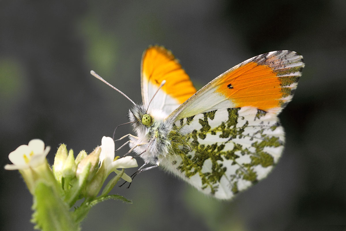 Anthohharis cardamines