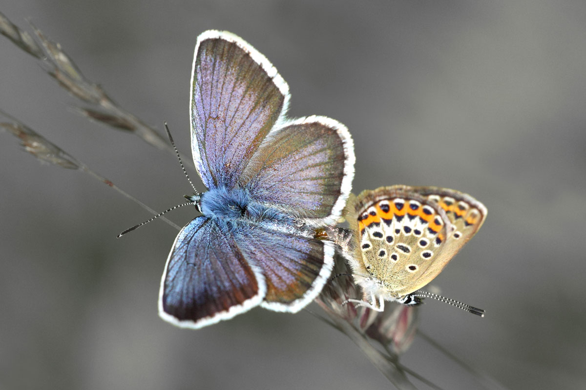 Plebejus argus M + F