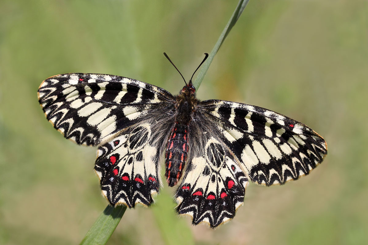 Zerynthia polixena F