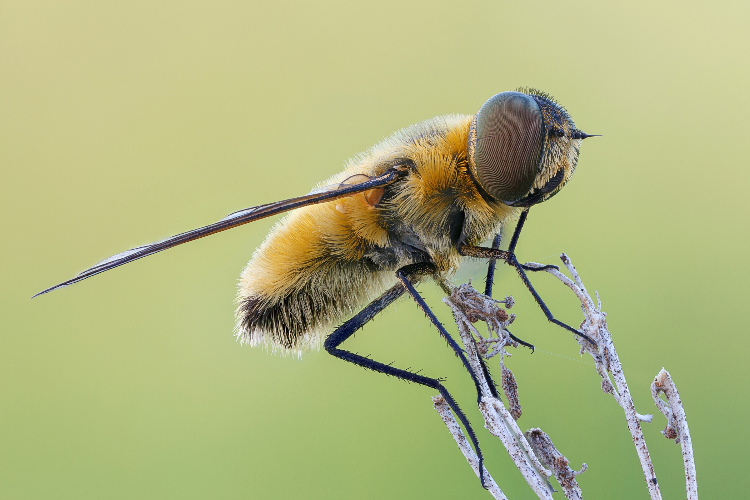 Villa bee-fly