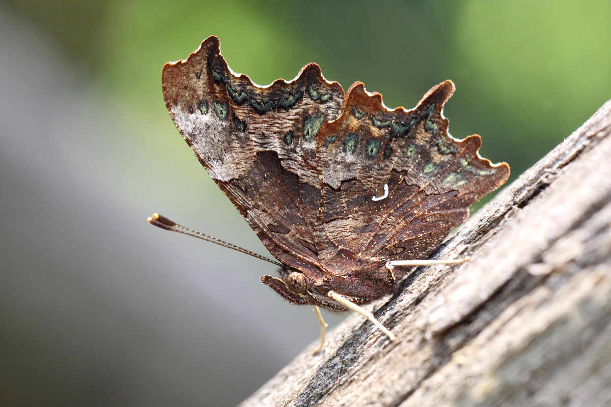 Polygonia C-album 2nd generation