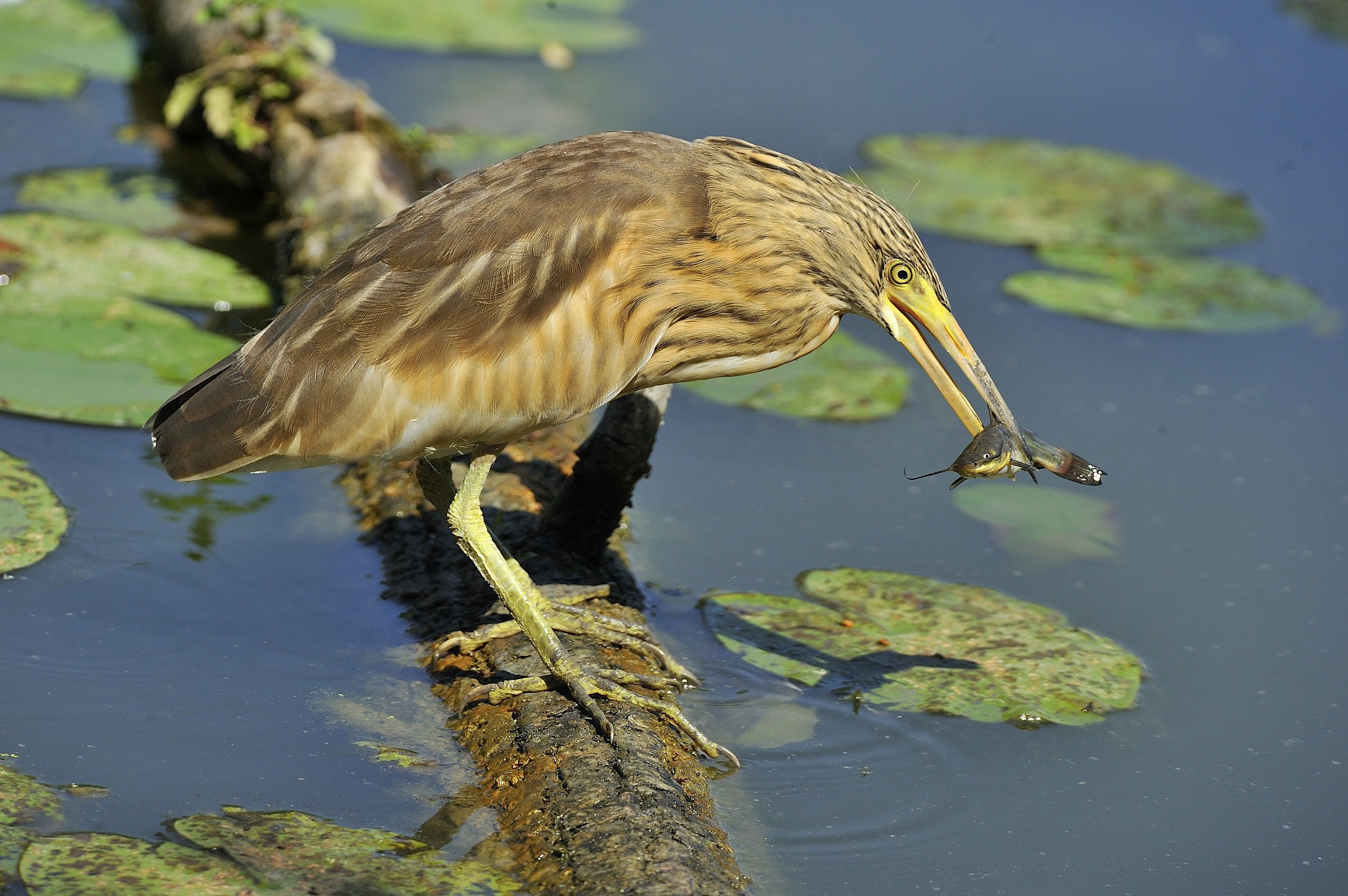 adesso incomincia il bello!!!