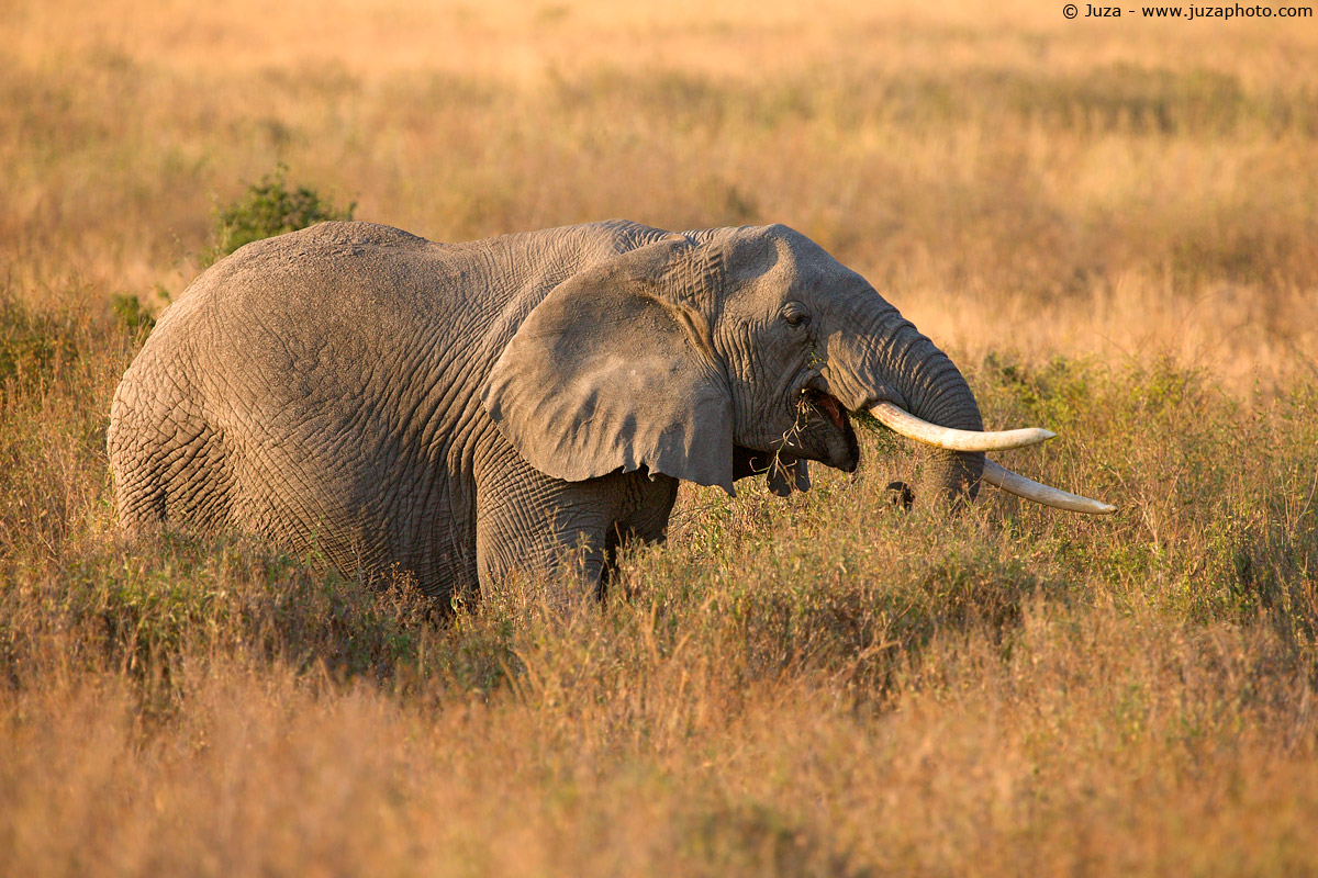 Loxodonta africana (elephant), 008325