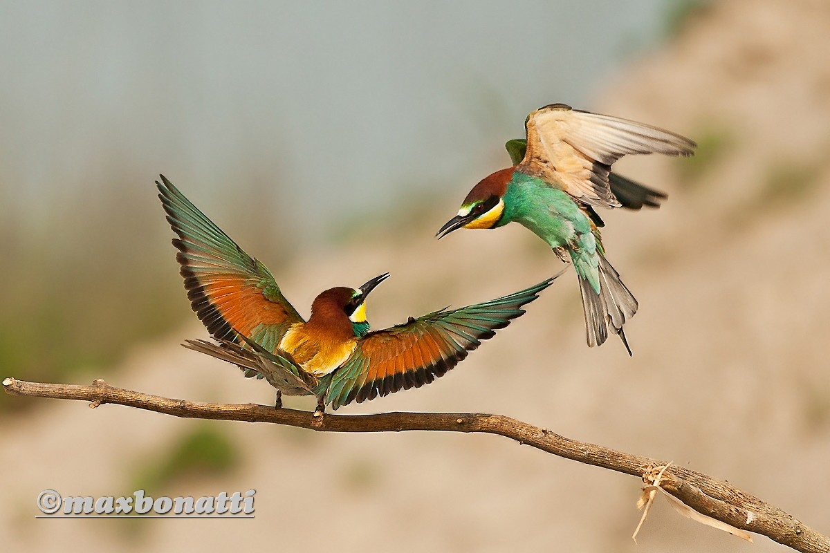 Bee-eaters