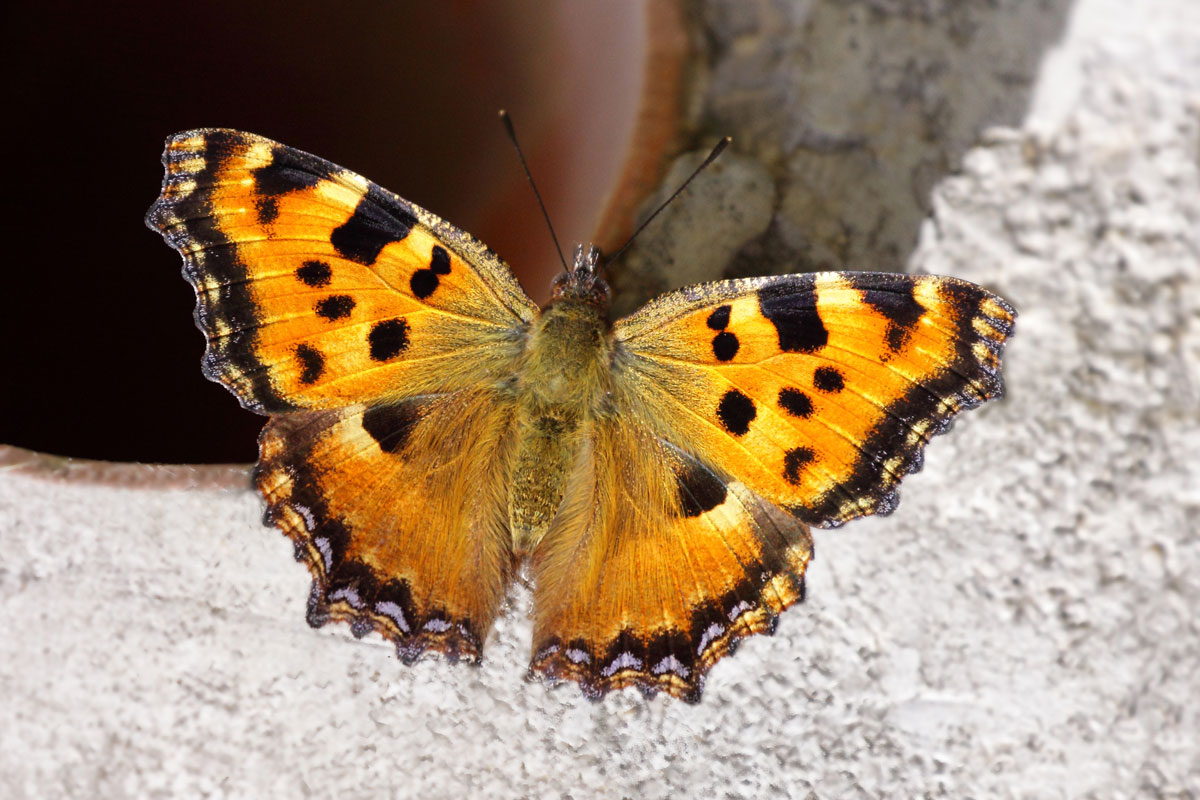 Nymphalis polychloros