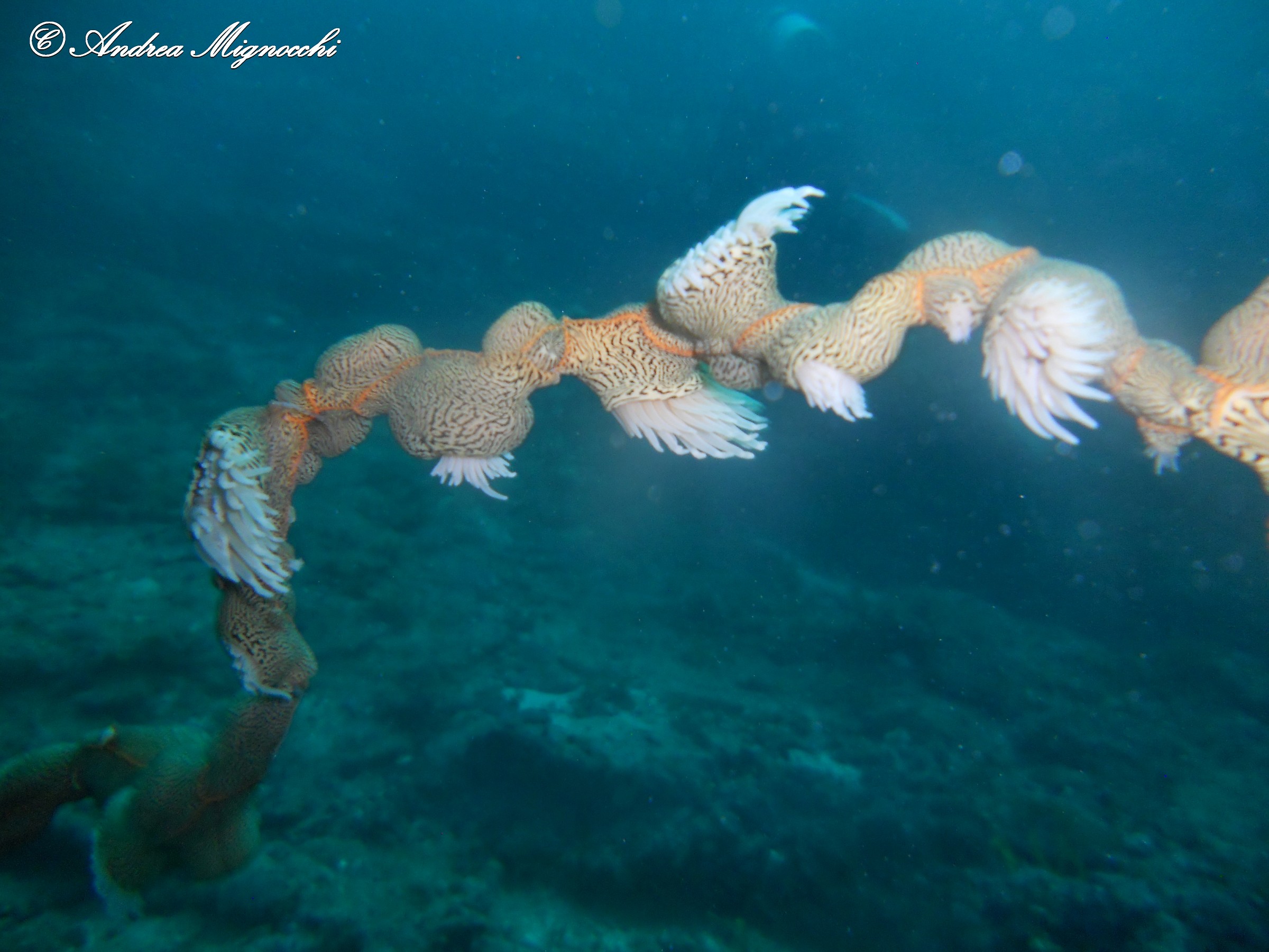 The flowers of the sea