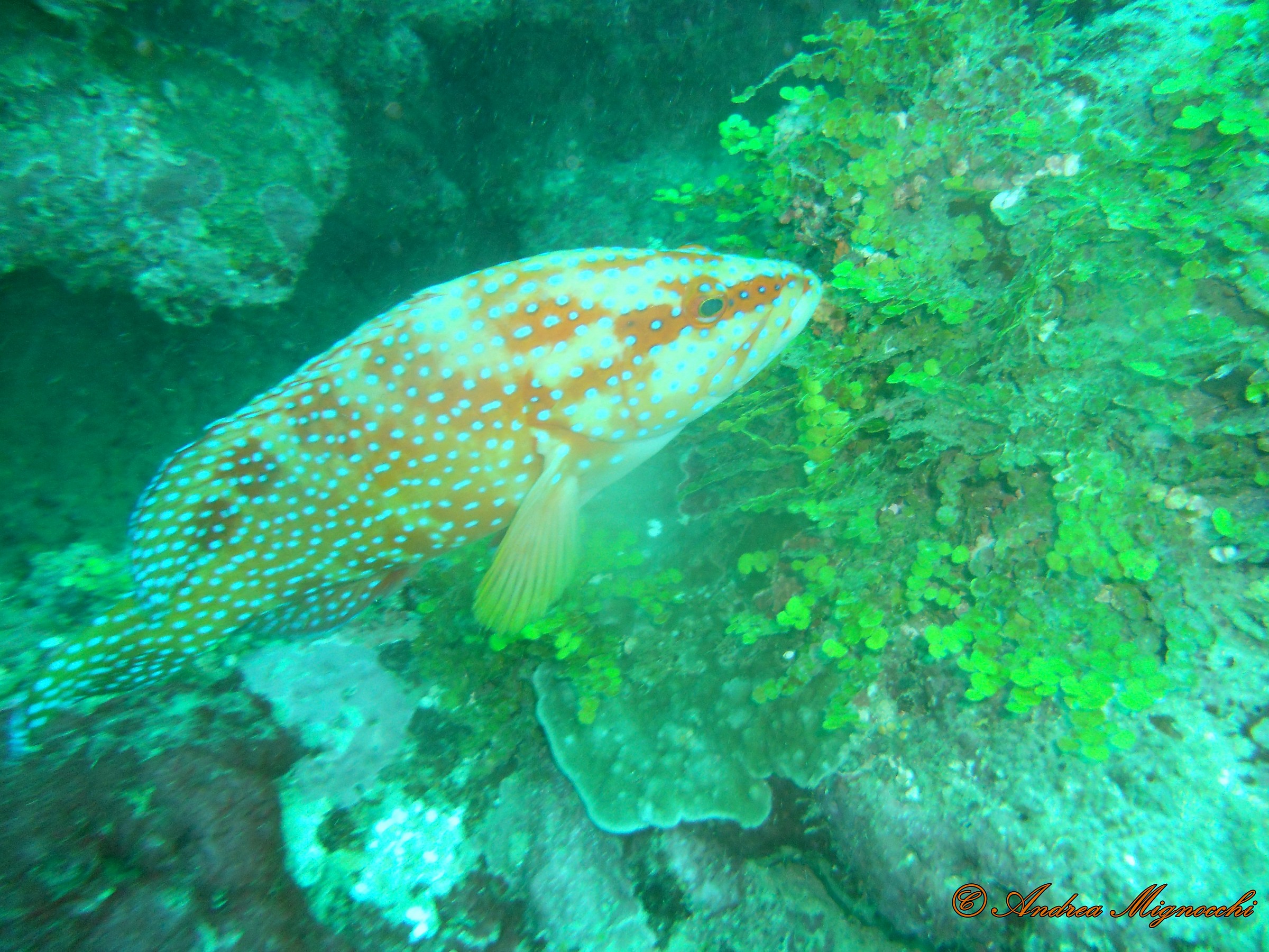 Grouper