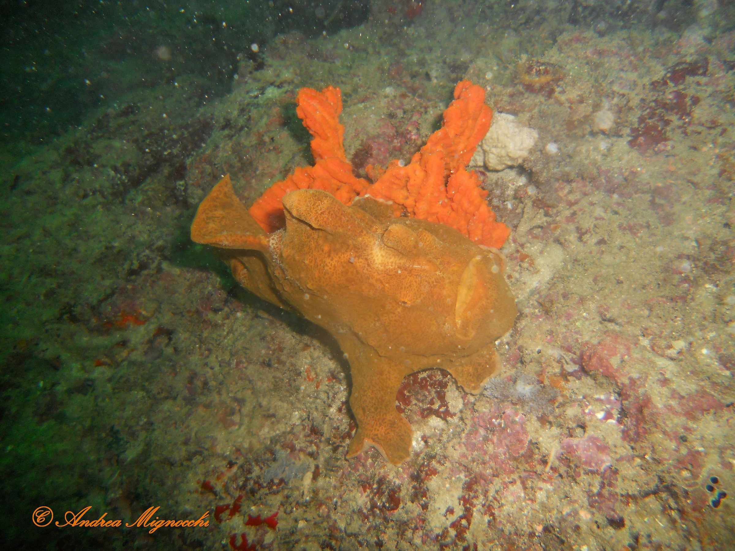 Frog fish