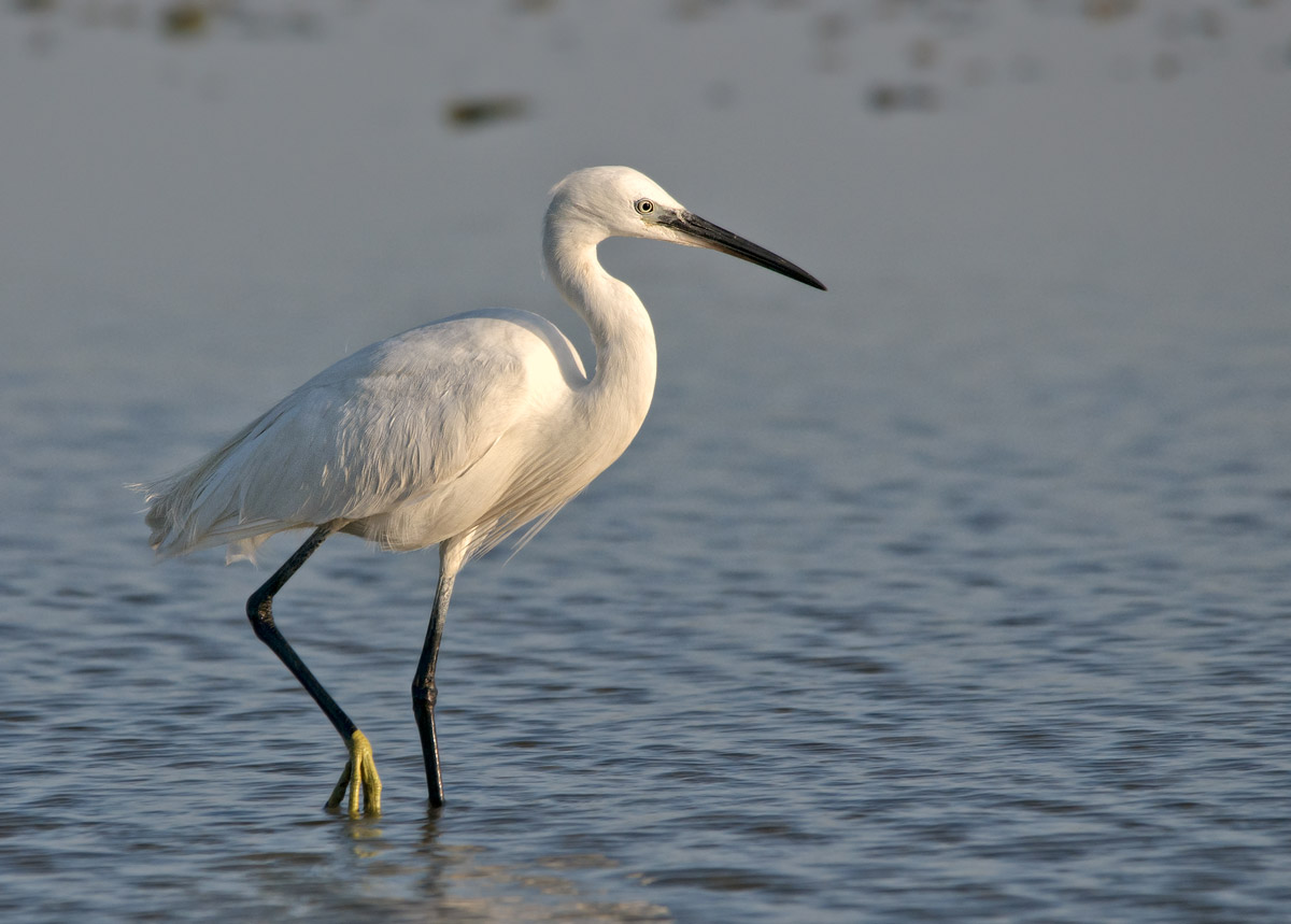 egret