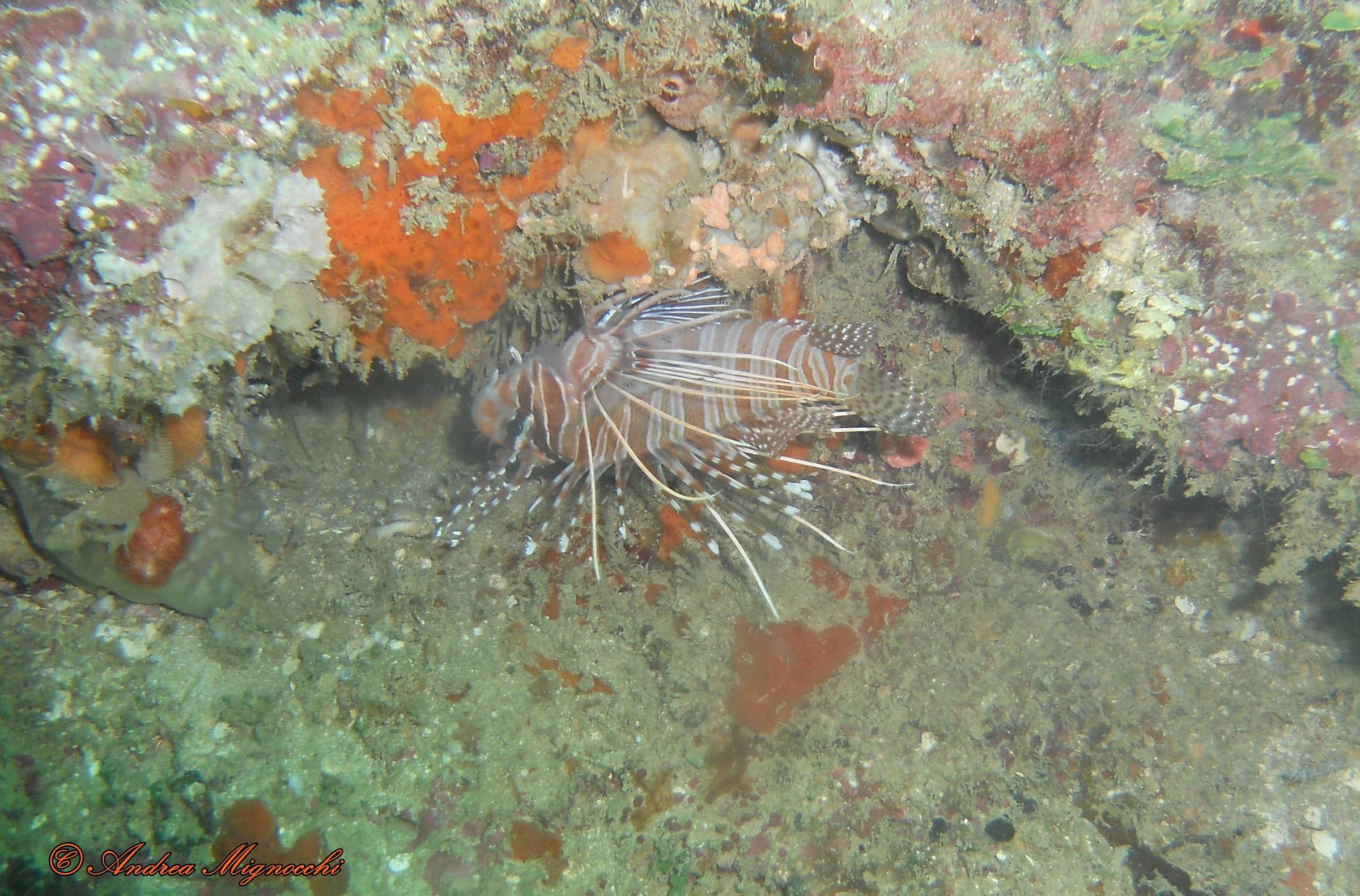 Pesce scorpione (Pterois volitans)