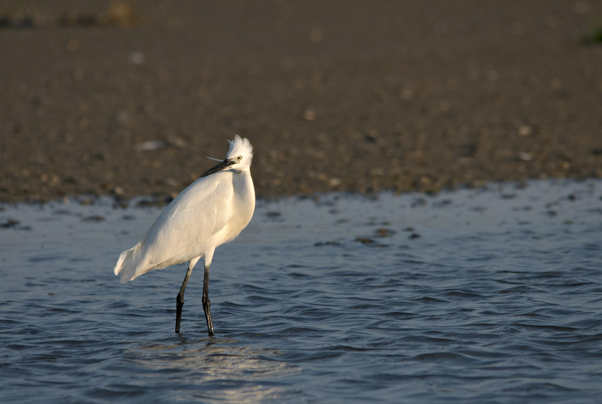 egret disheveled