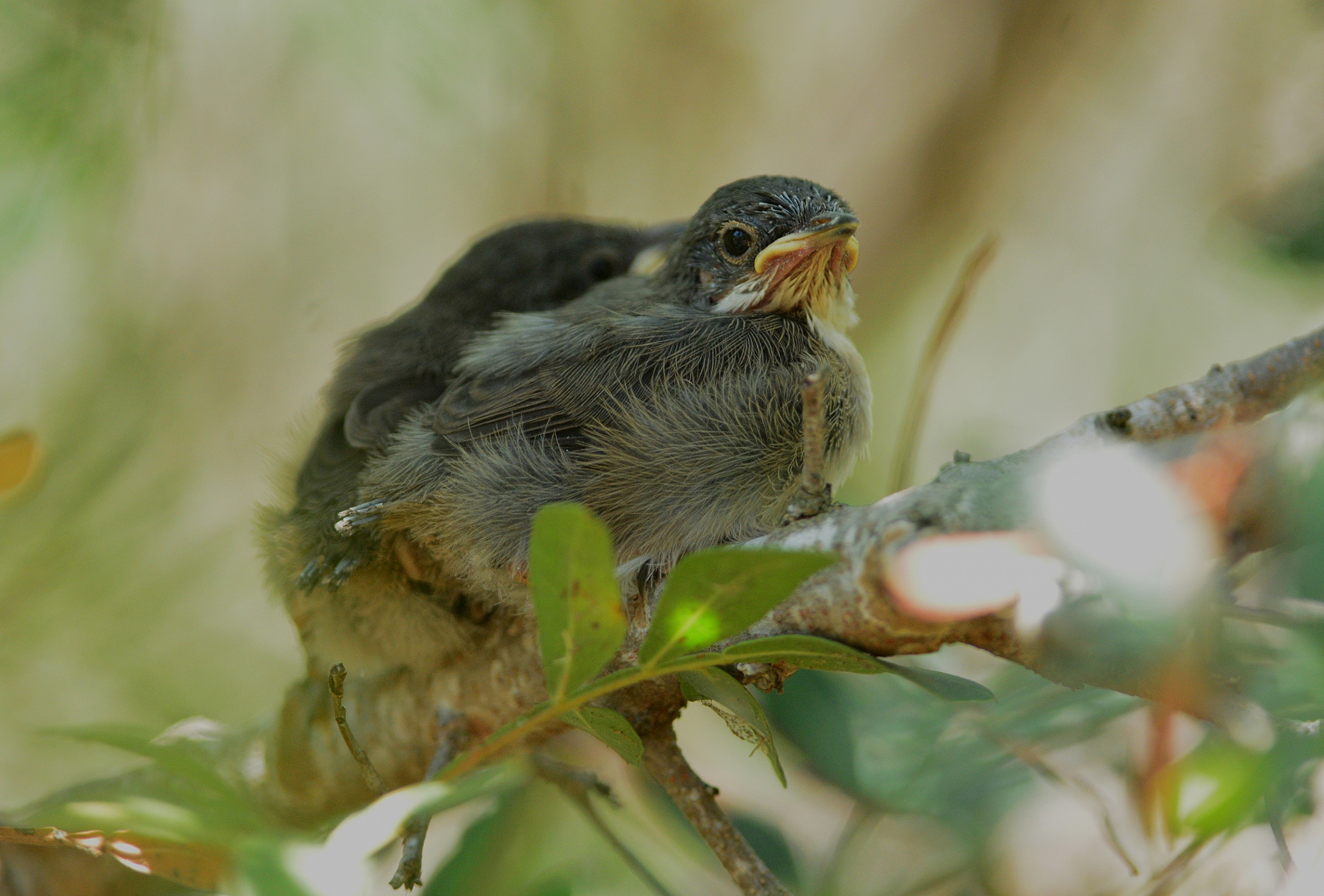 occhiocotto nidiacei
